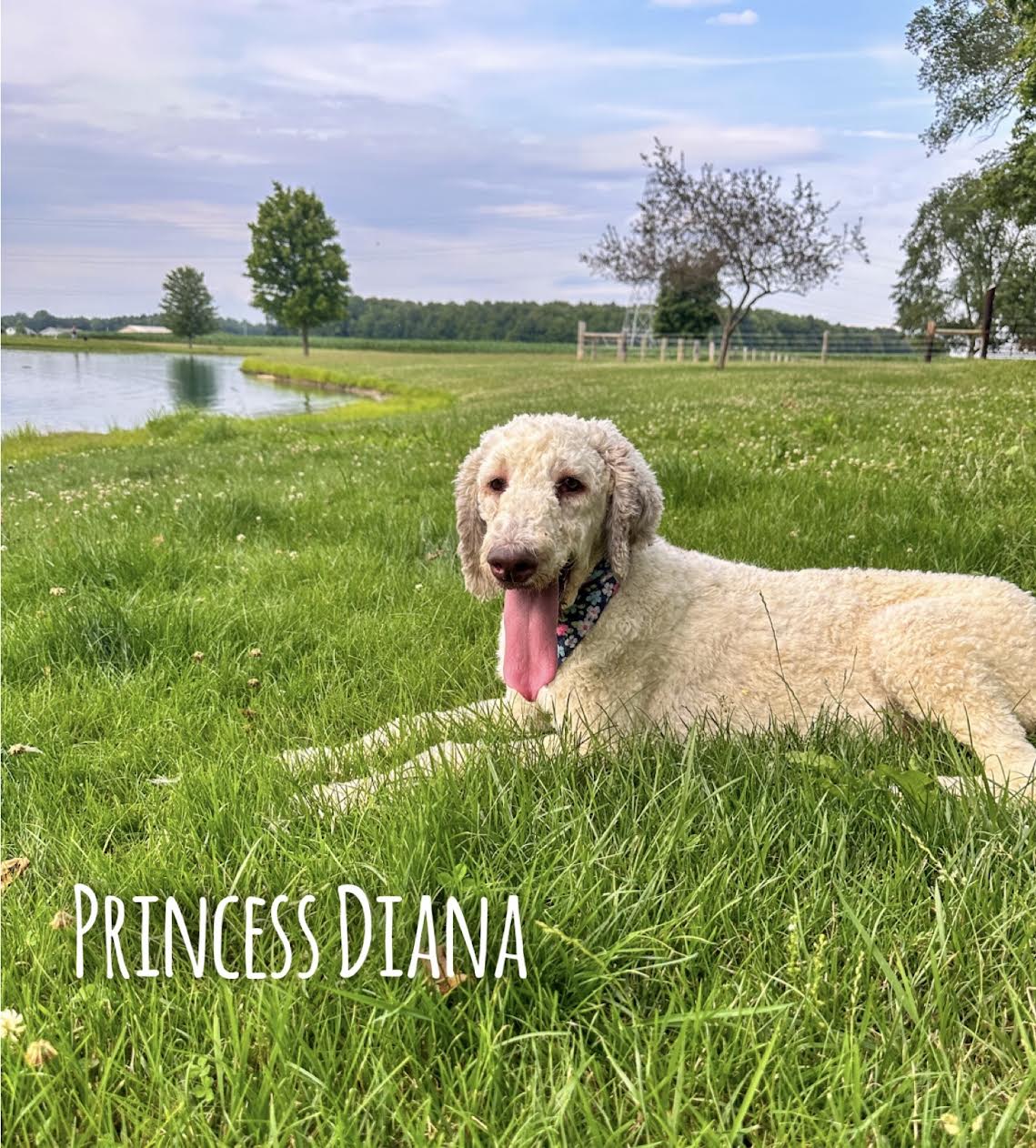 Mini F1bb Goldendoodles