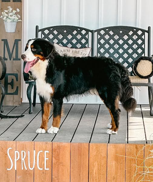 Spruce