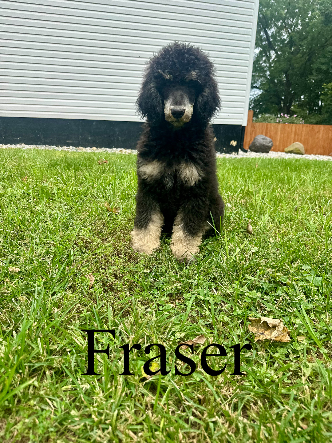 AKC standard poodles (Flower)