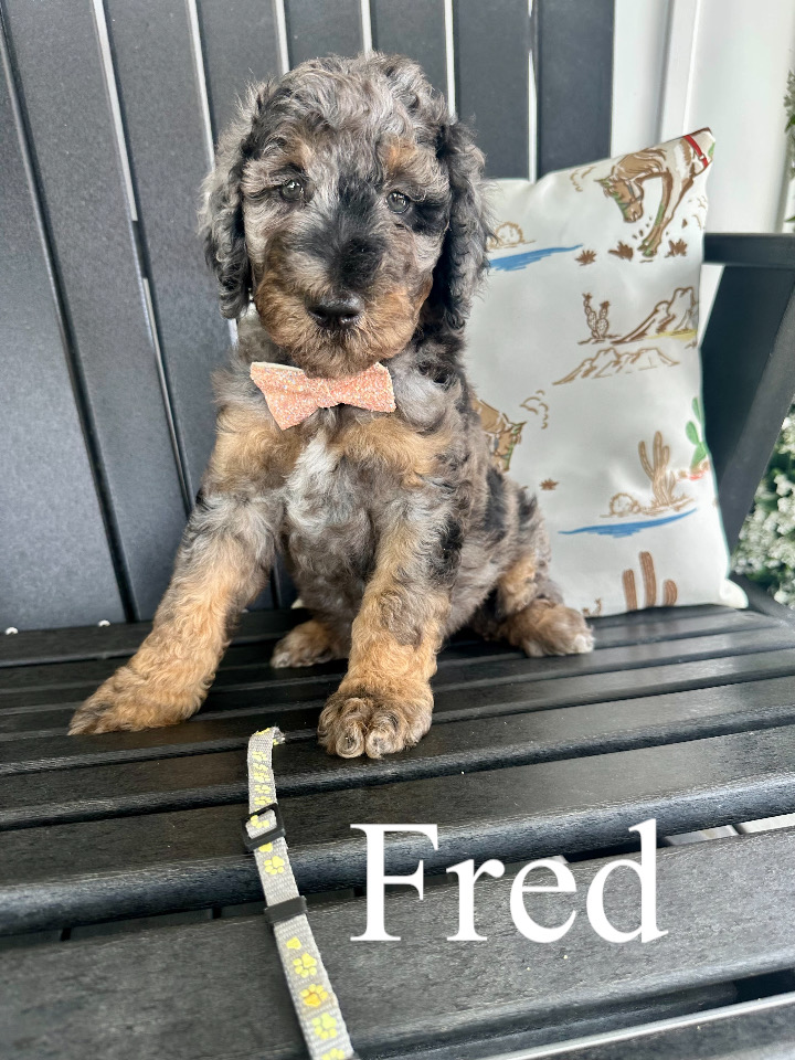 AKC standard poodles (Flower)