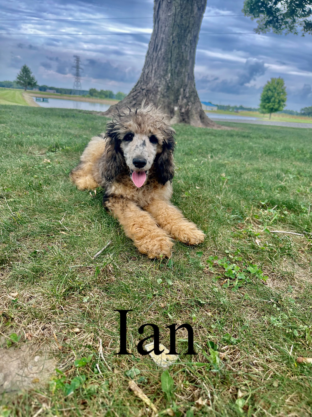 AKC Standard Poodles (Ivy)