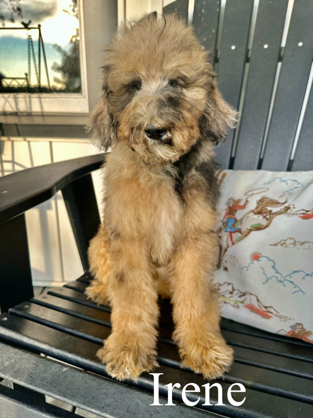 AKC Standard Poodles (Ivy)