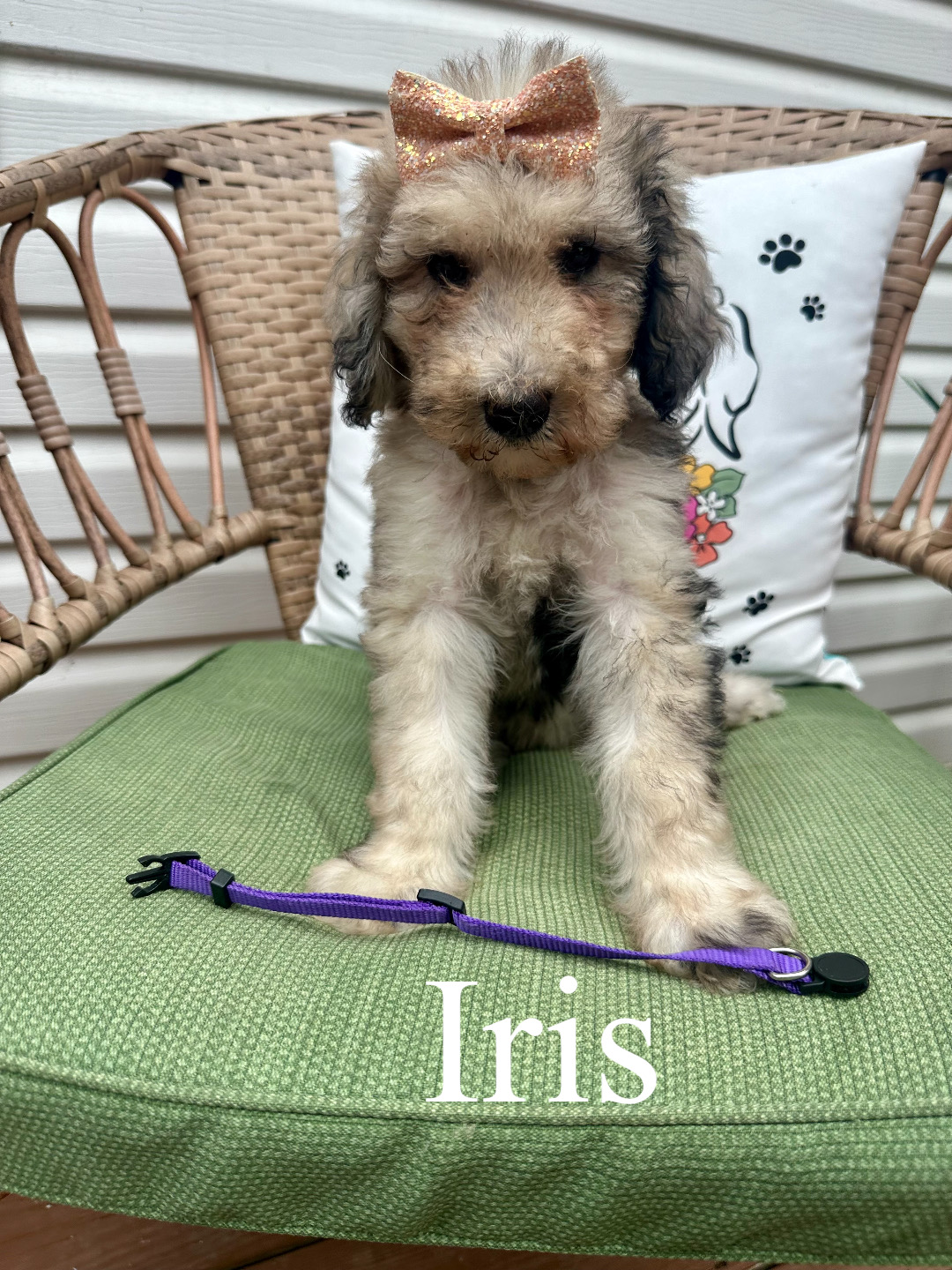 AKC Standard Poodles (Ivy)