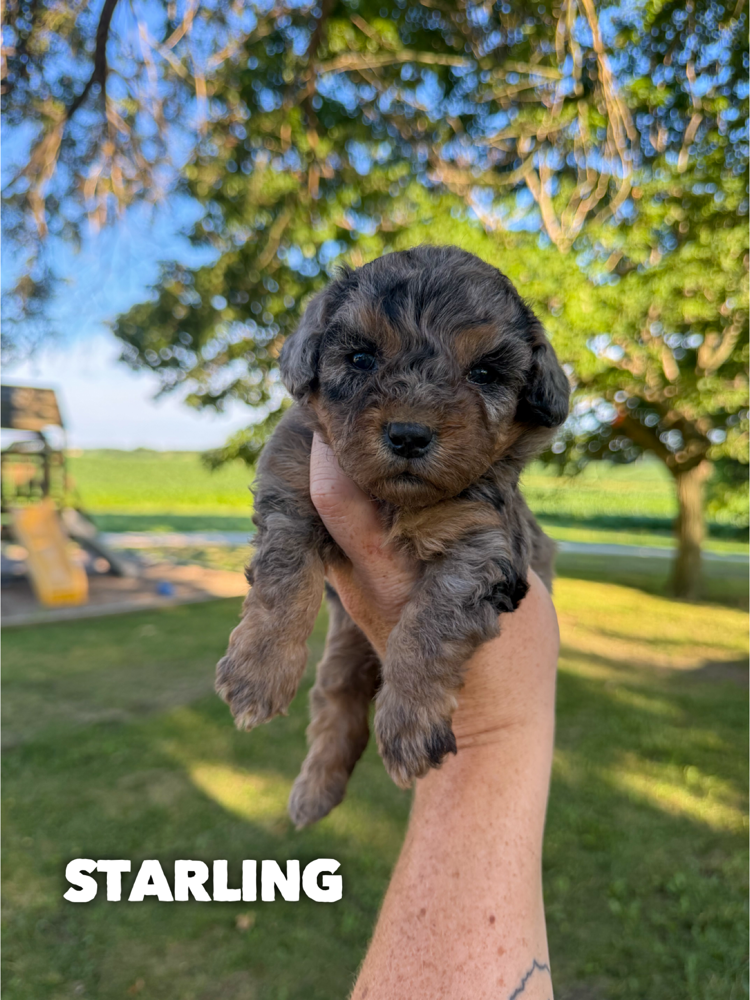 Micro Mini F1b Aussiedoodles