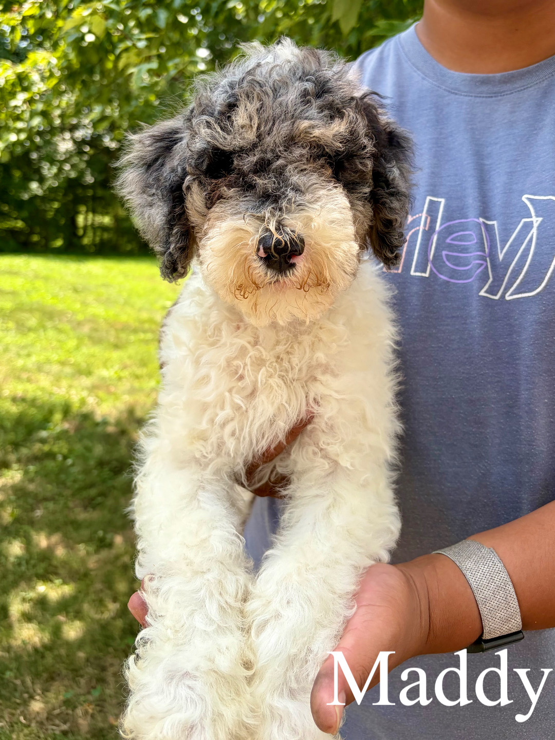 Medium F1B Bernedoodles