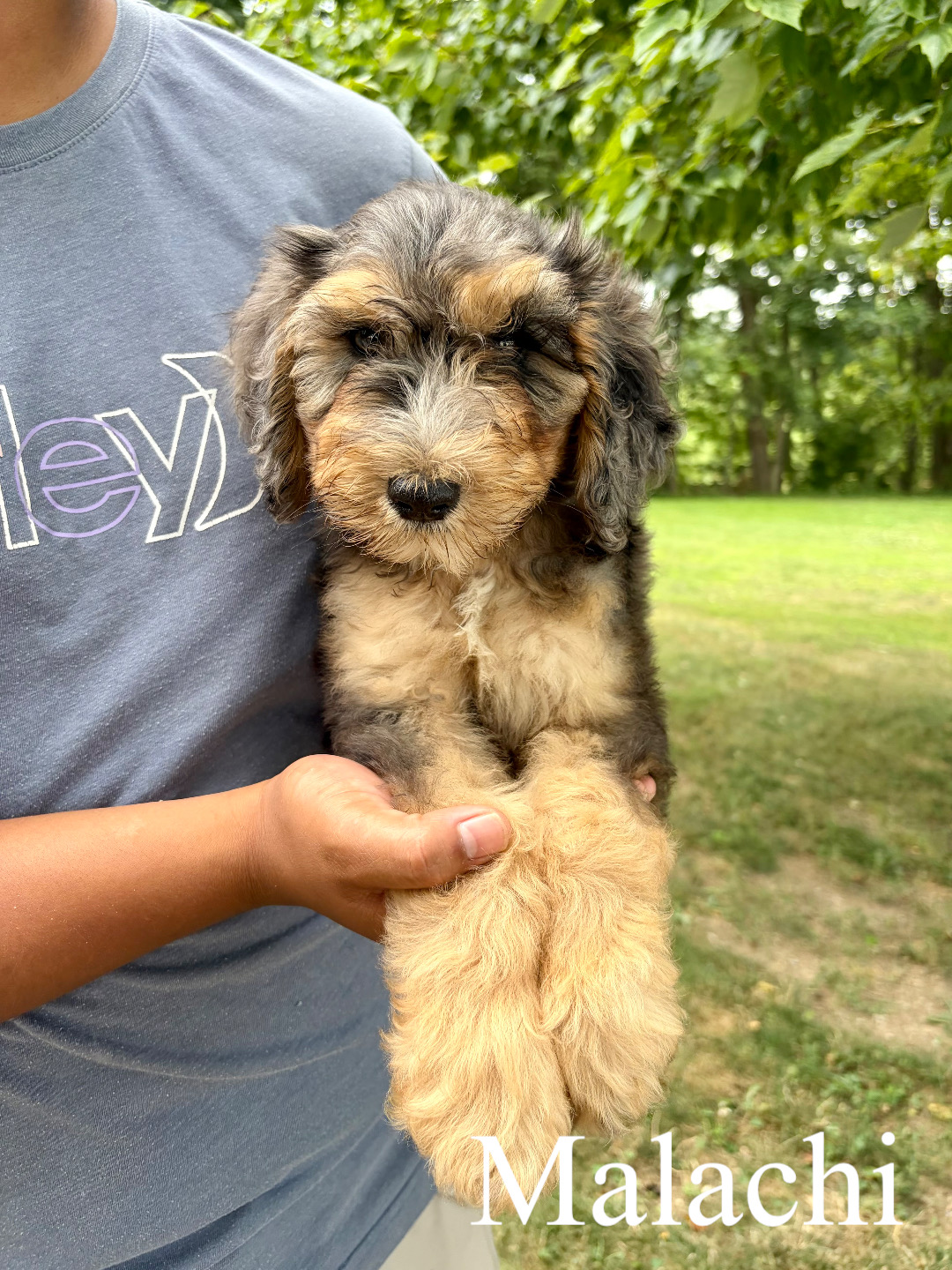 Medium F1B Bernedoodles