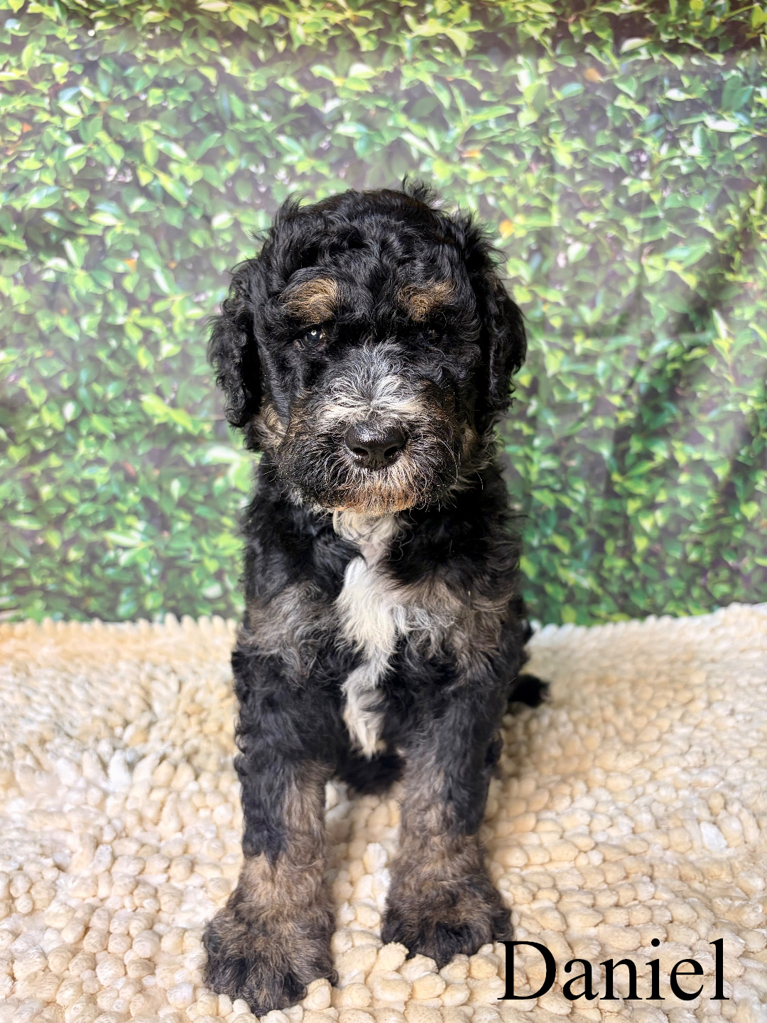 Standard F1b Bernedoodles (Dora)