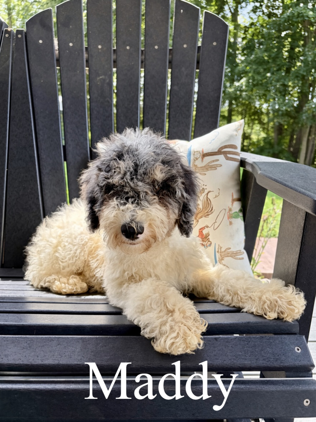 Medium F1B Bernedoodles