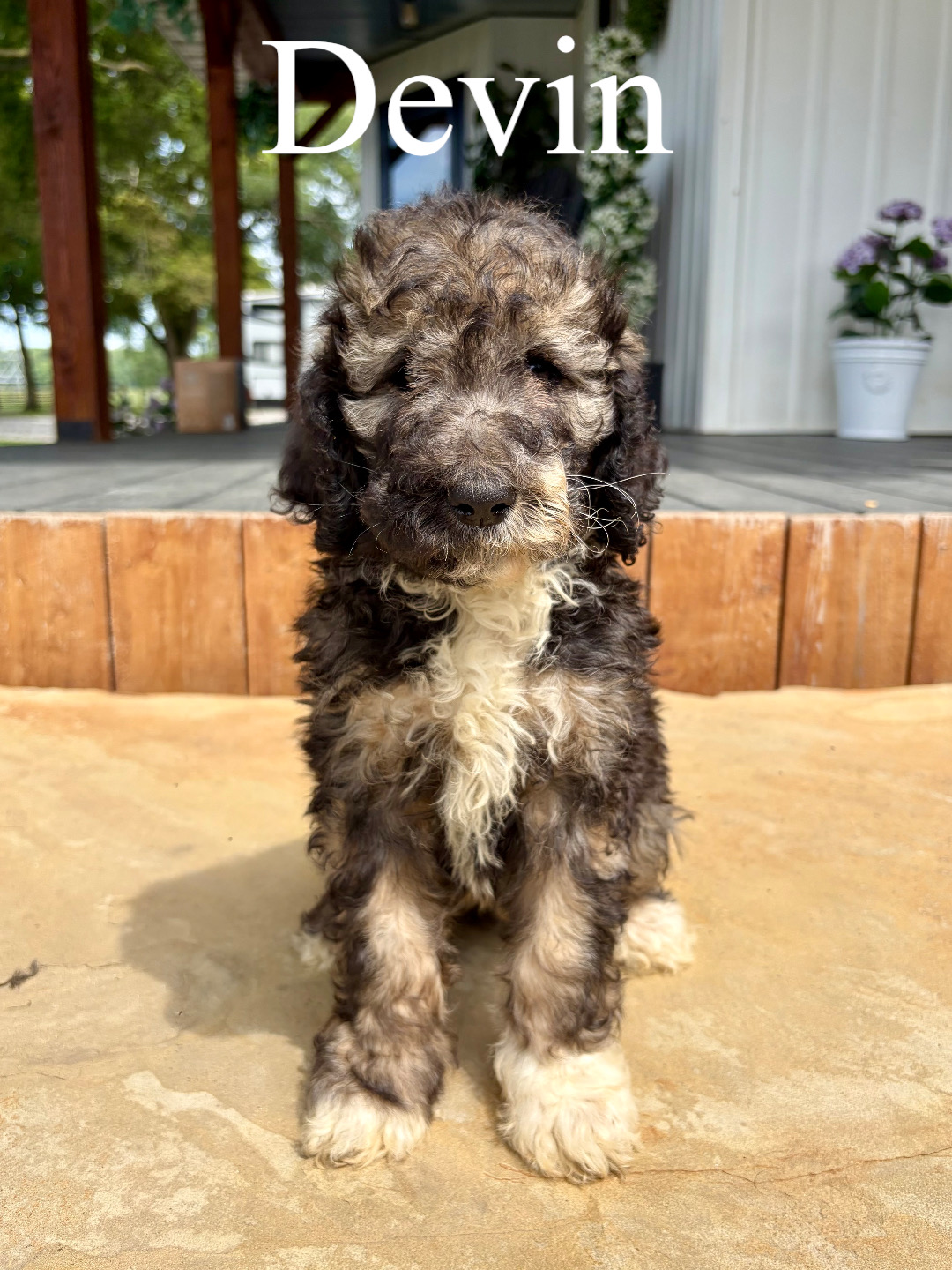 Standard F1b Bernedoodles (Dora)