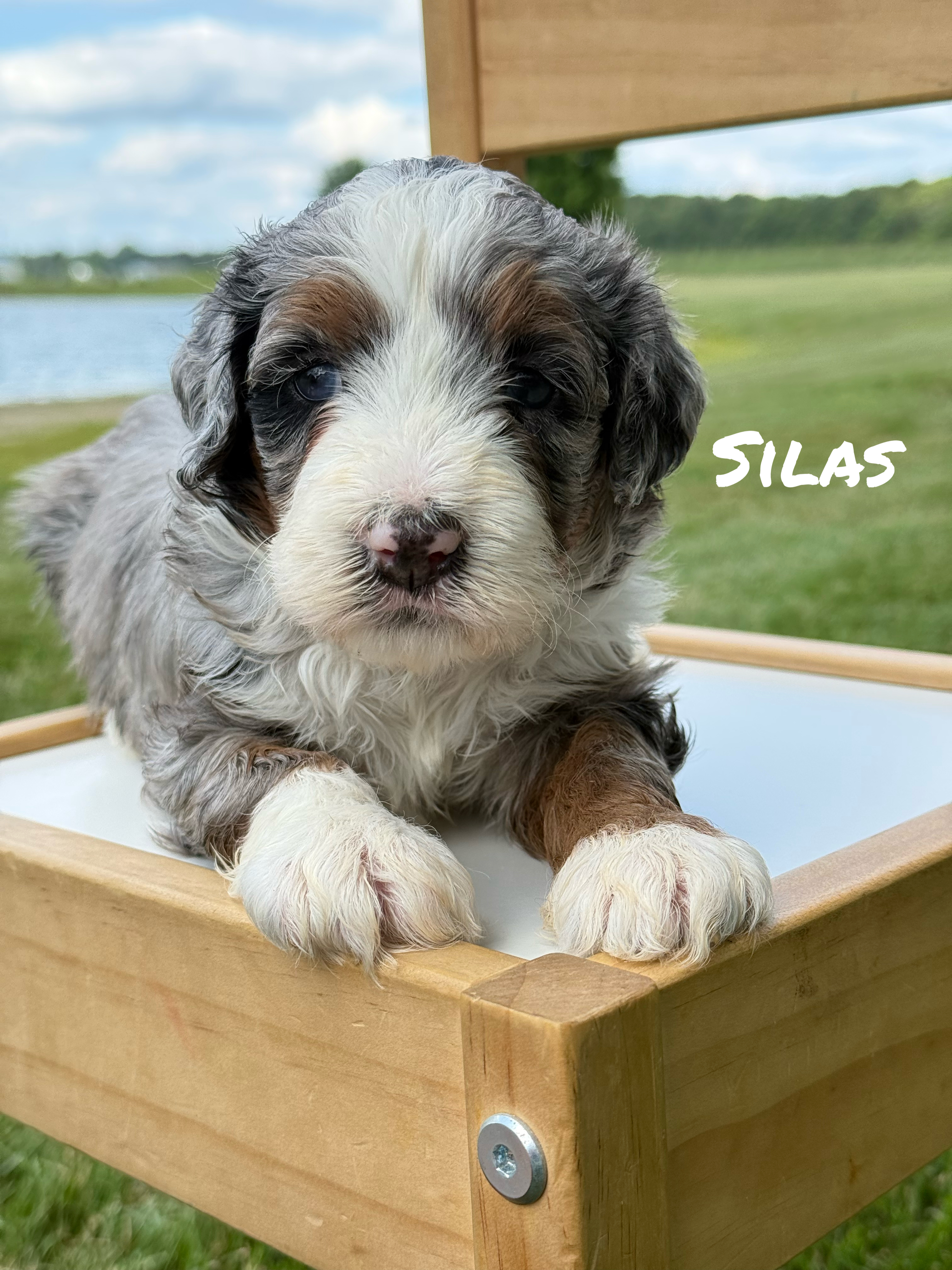 Mini F2 Bernedoodles (Sky)