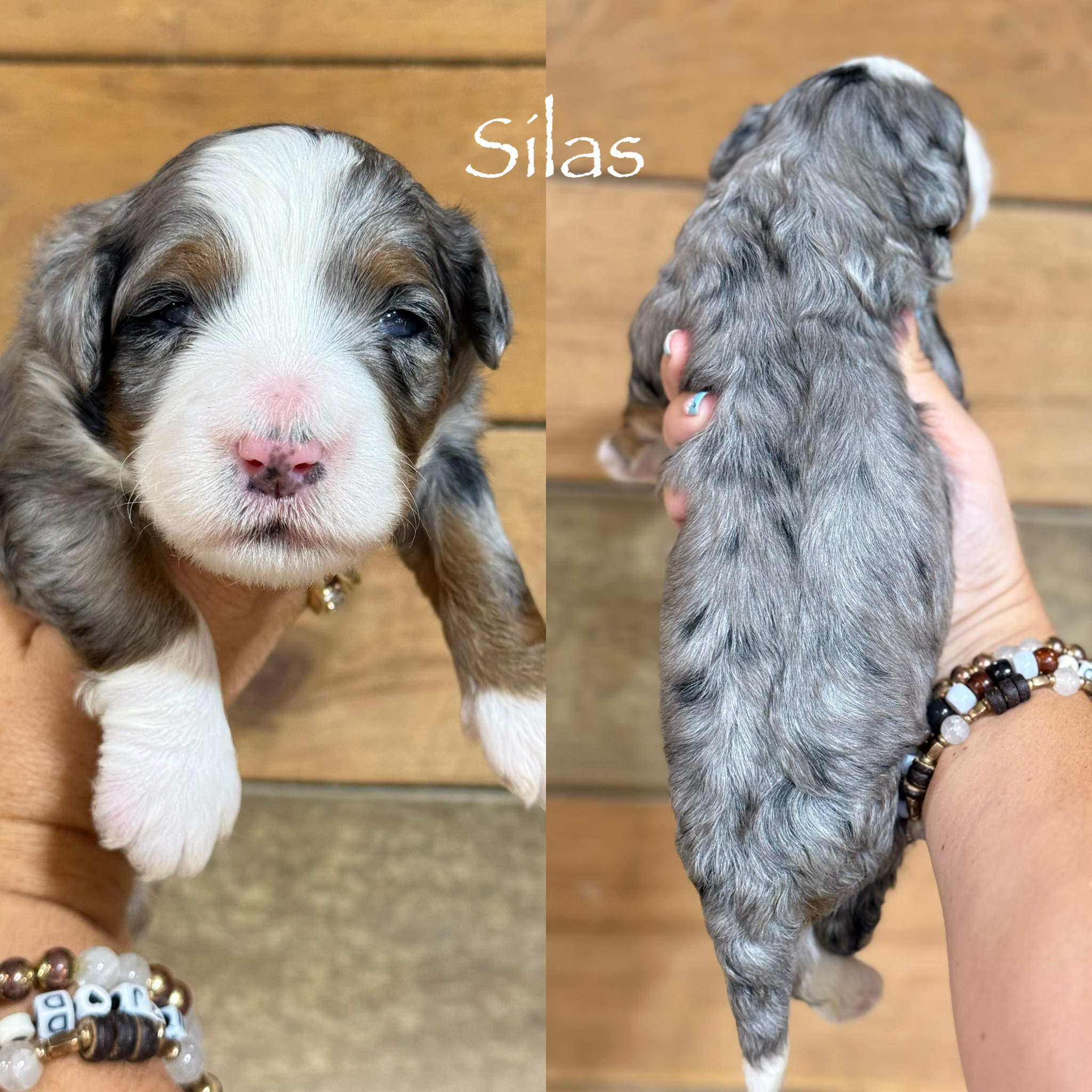 Mini F2 Bernedoodles (Sky)