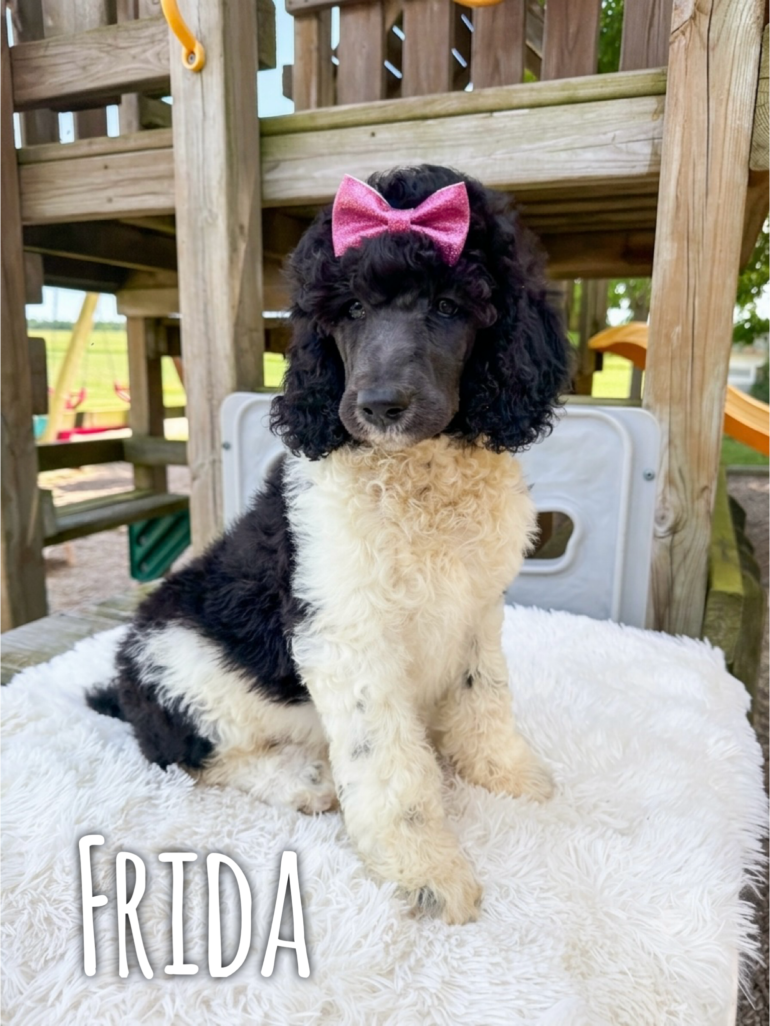AKC Standard Poodles