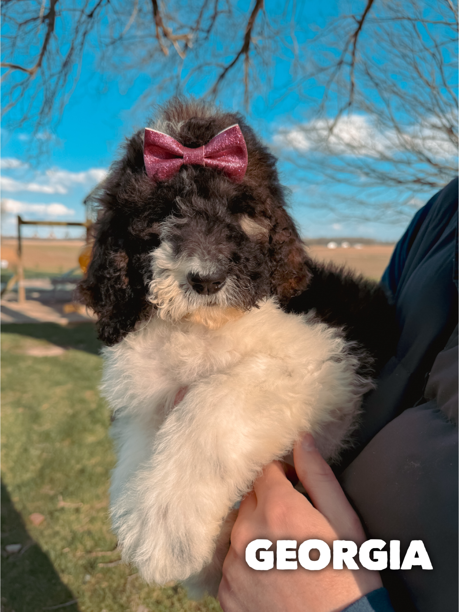 Saint Berdoodles — Gracie