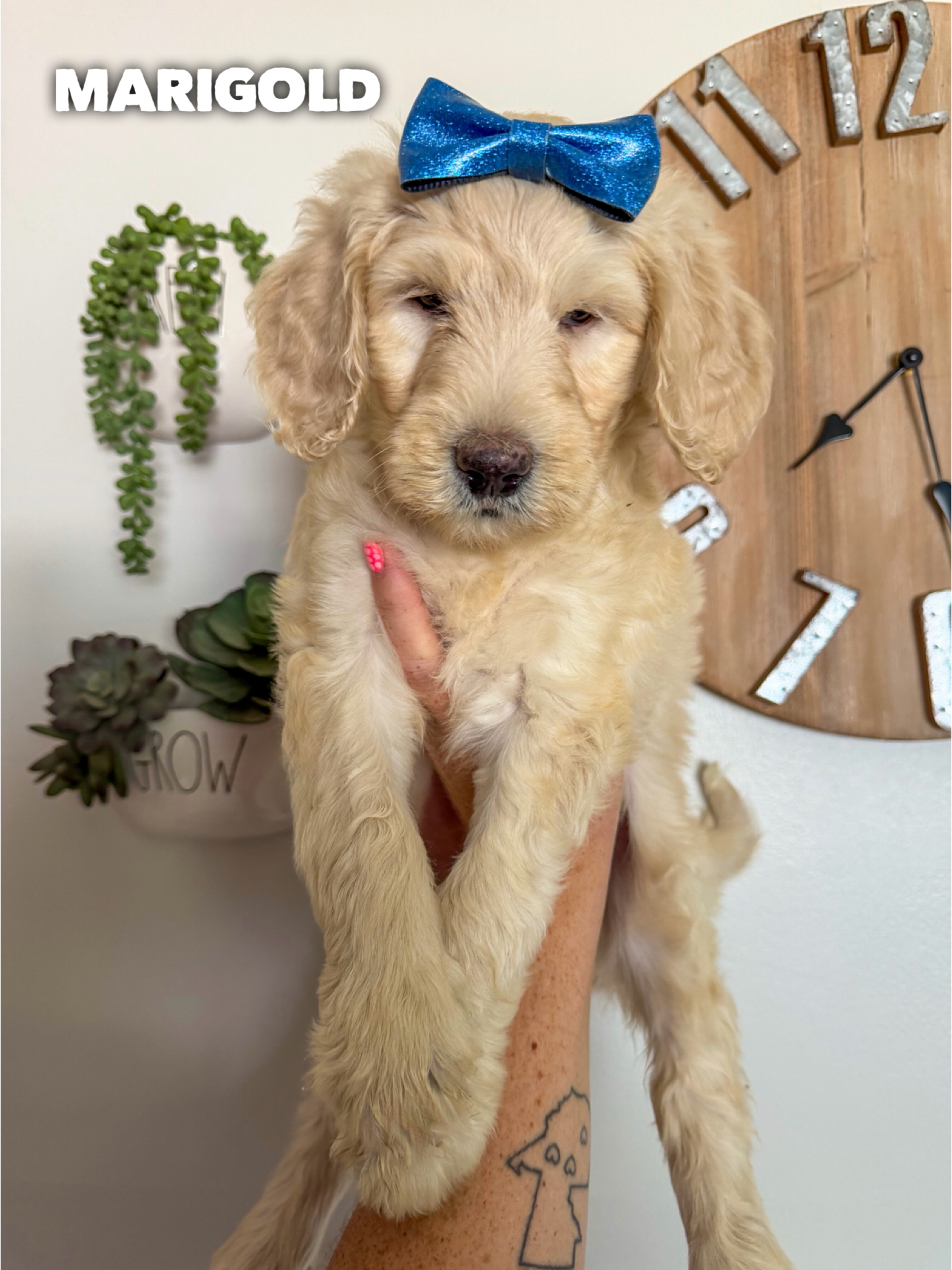 Standard F1b Goldendoodles 