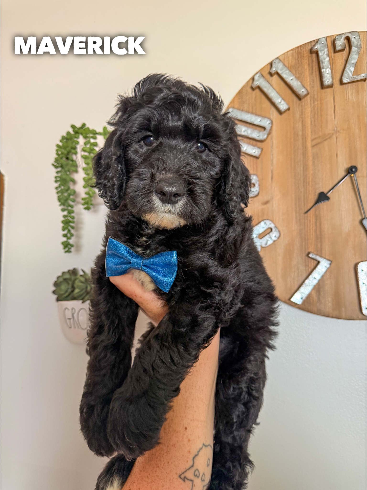 Standard F1b Goldendoodles 