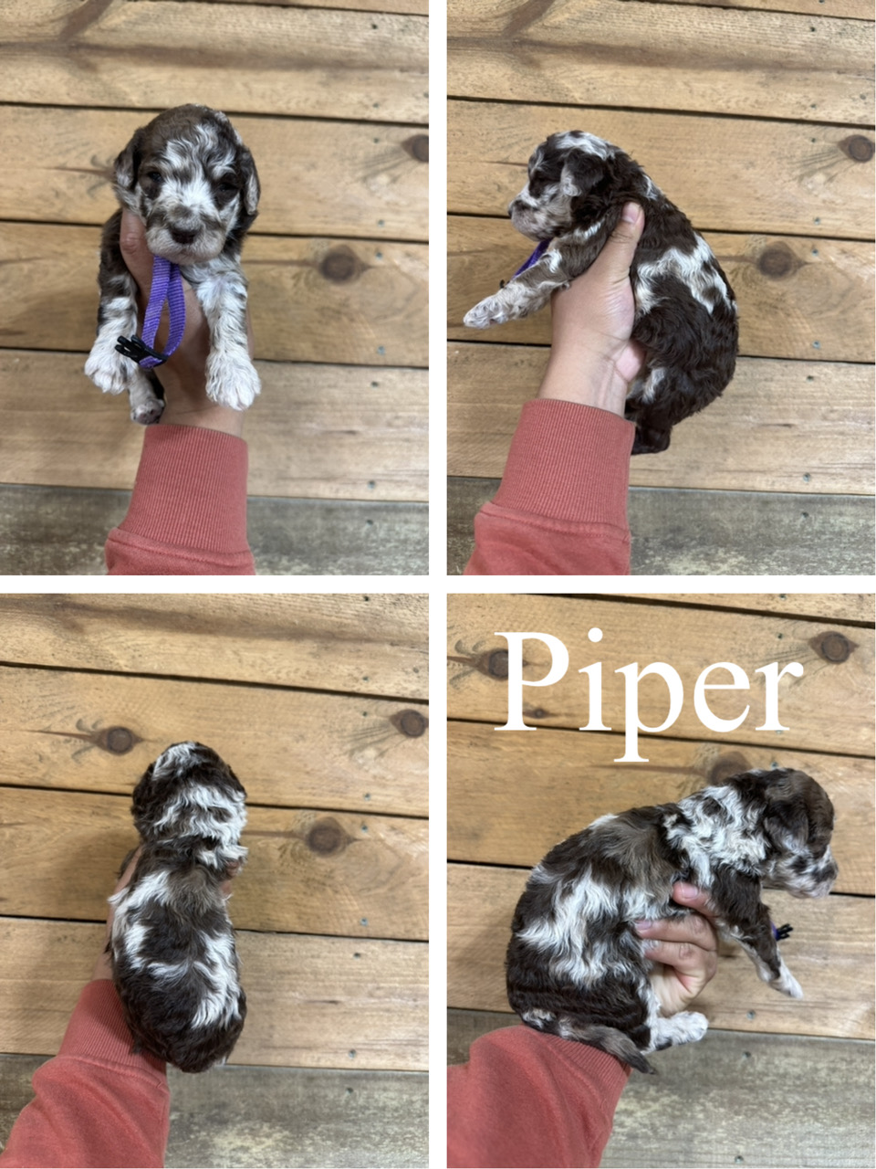 Mini F1bb Goldendoodles
