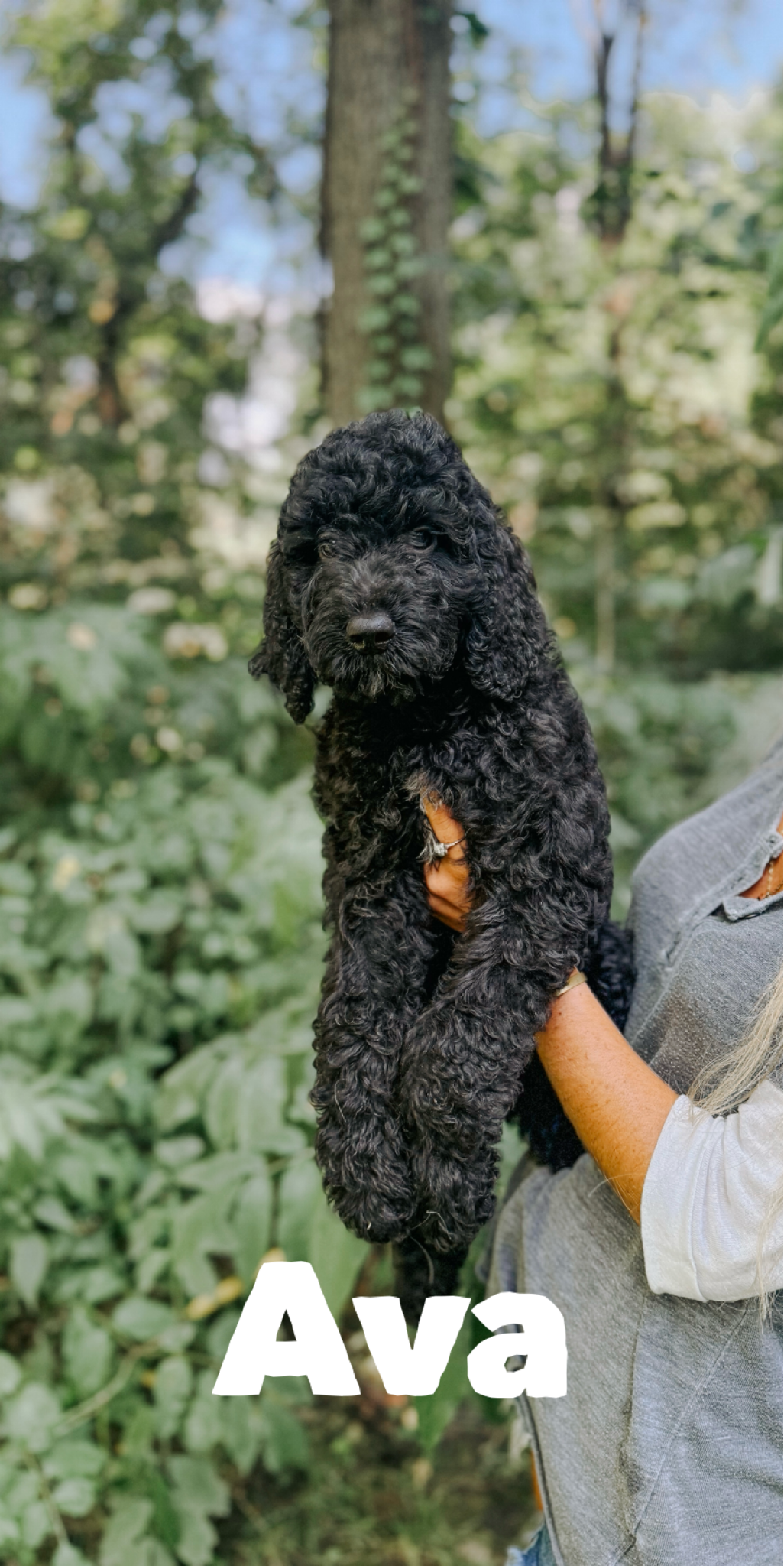 F1B Goldendoodles