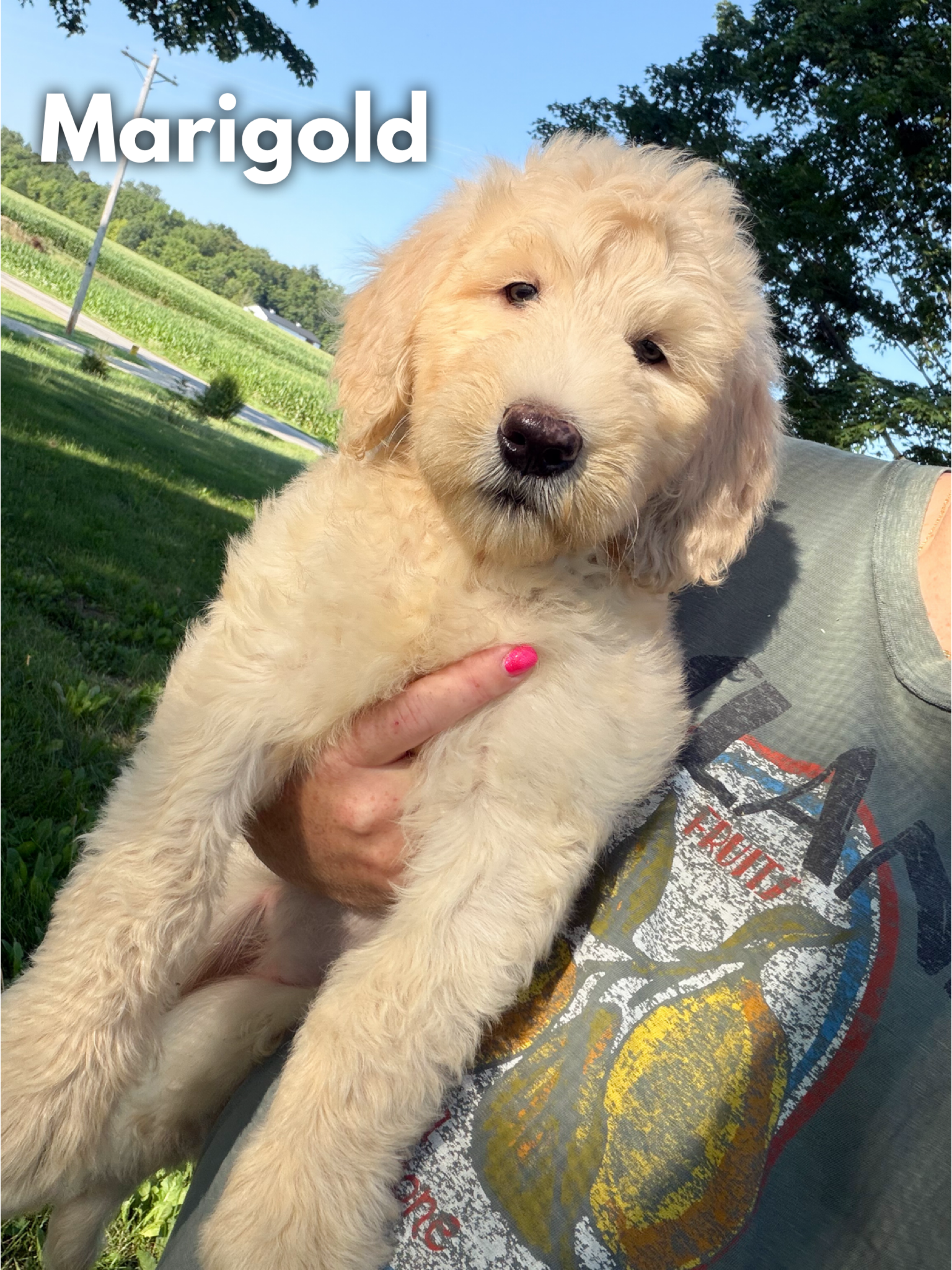 Standard F1b Goldendoodles 