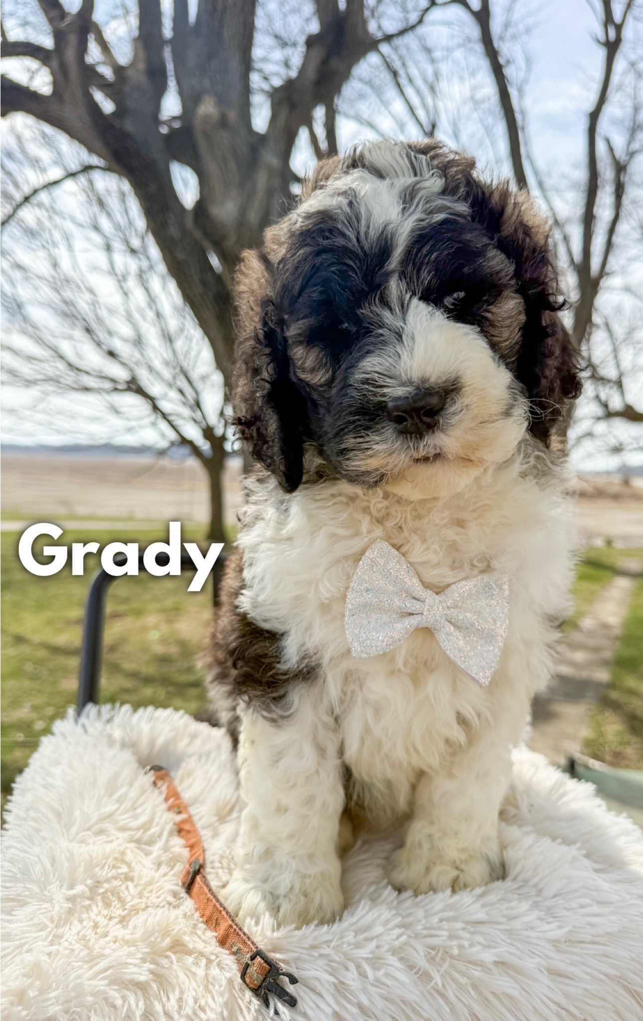 Grady 1