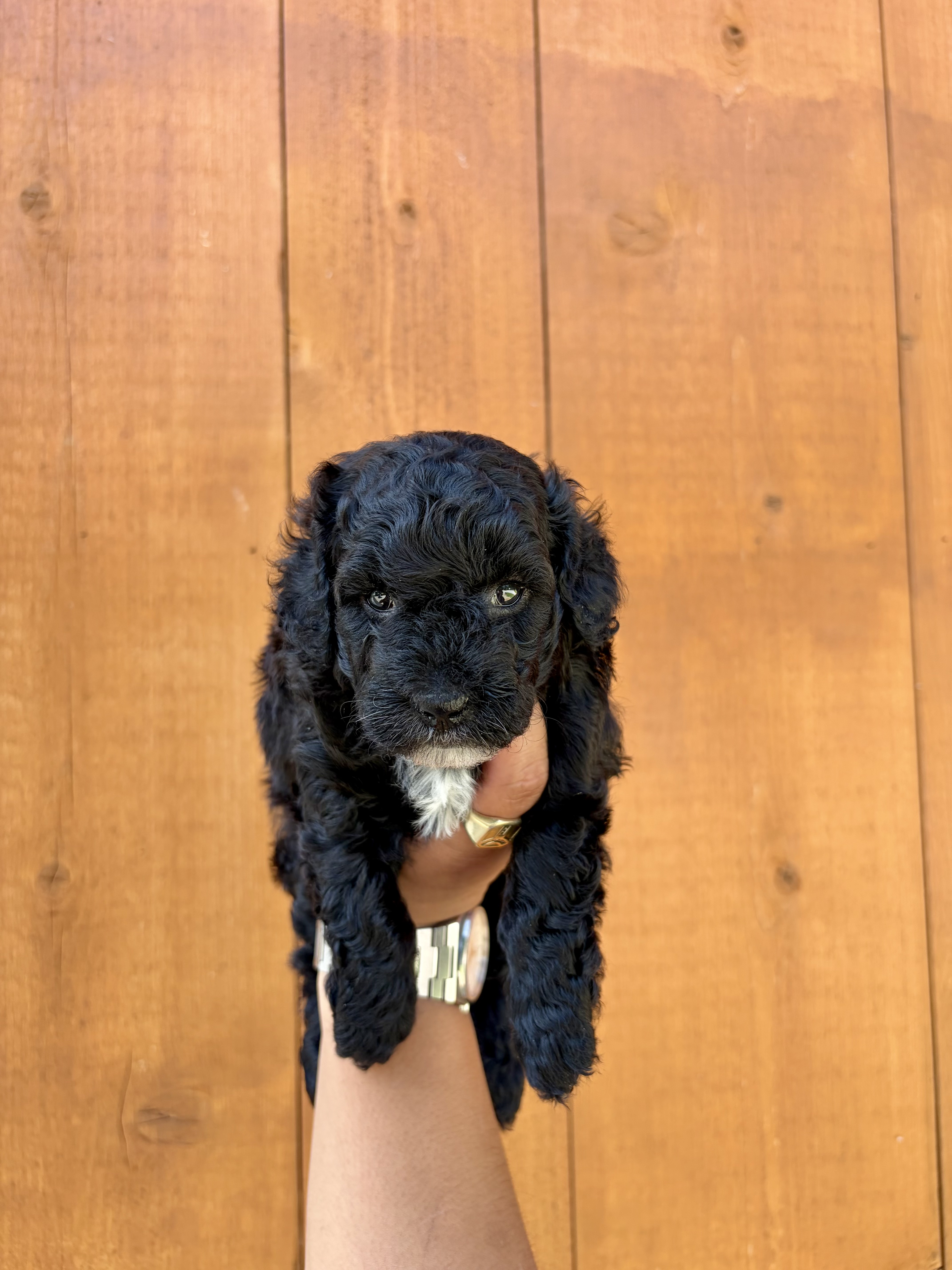 Mini F1bb  Saint Berdoodles