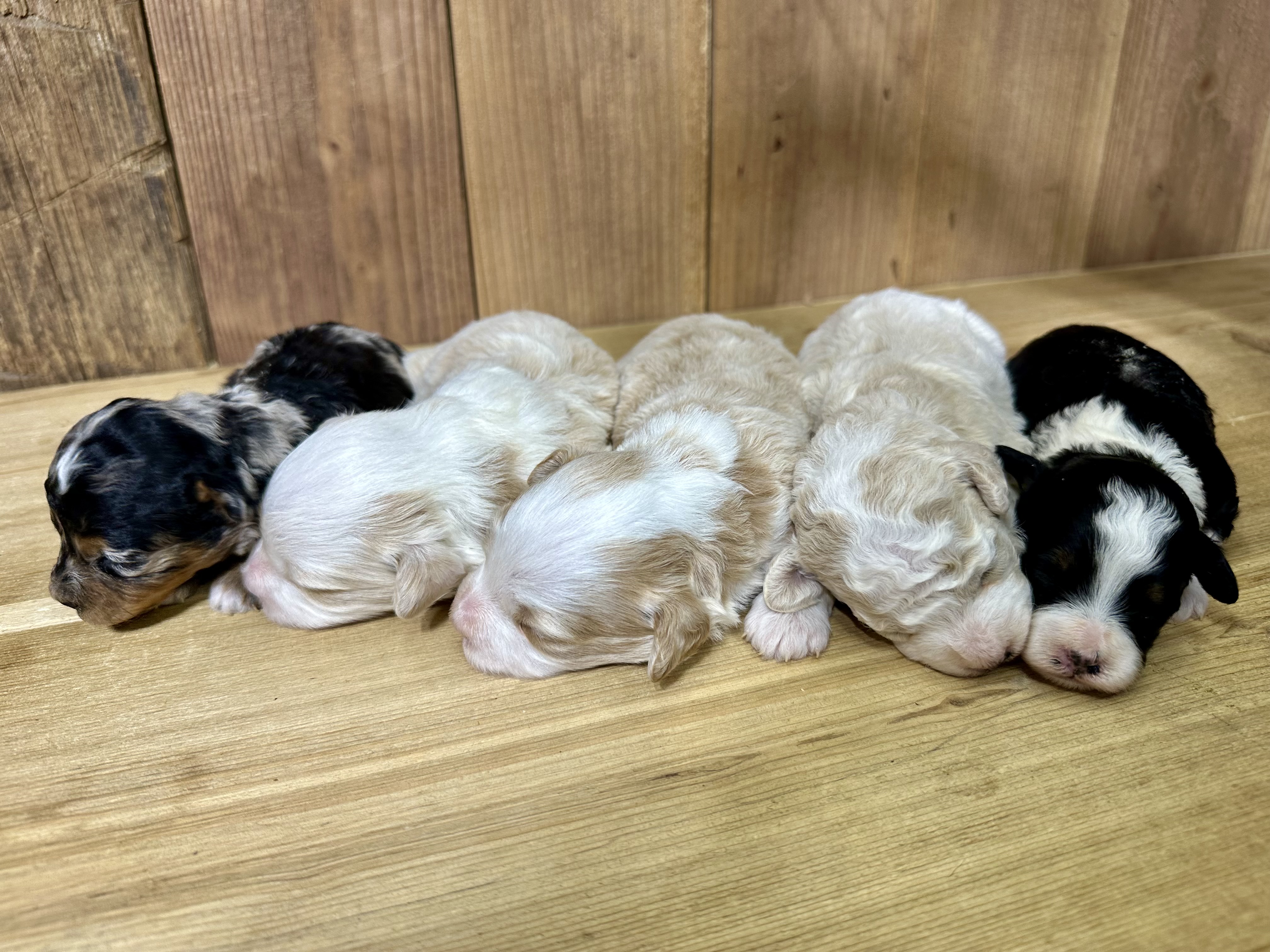 Micro Mini Bernedoodles