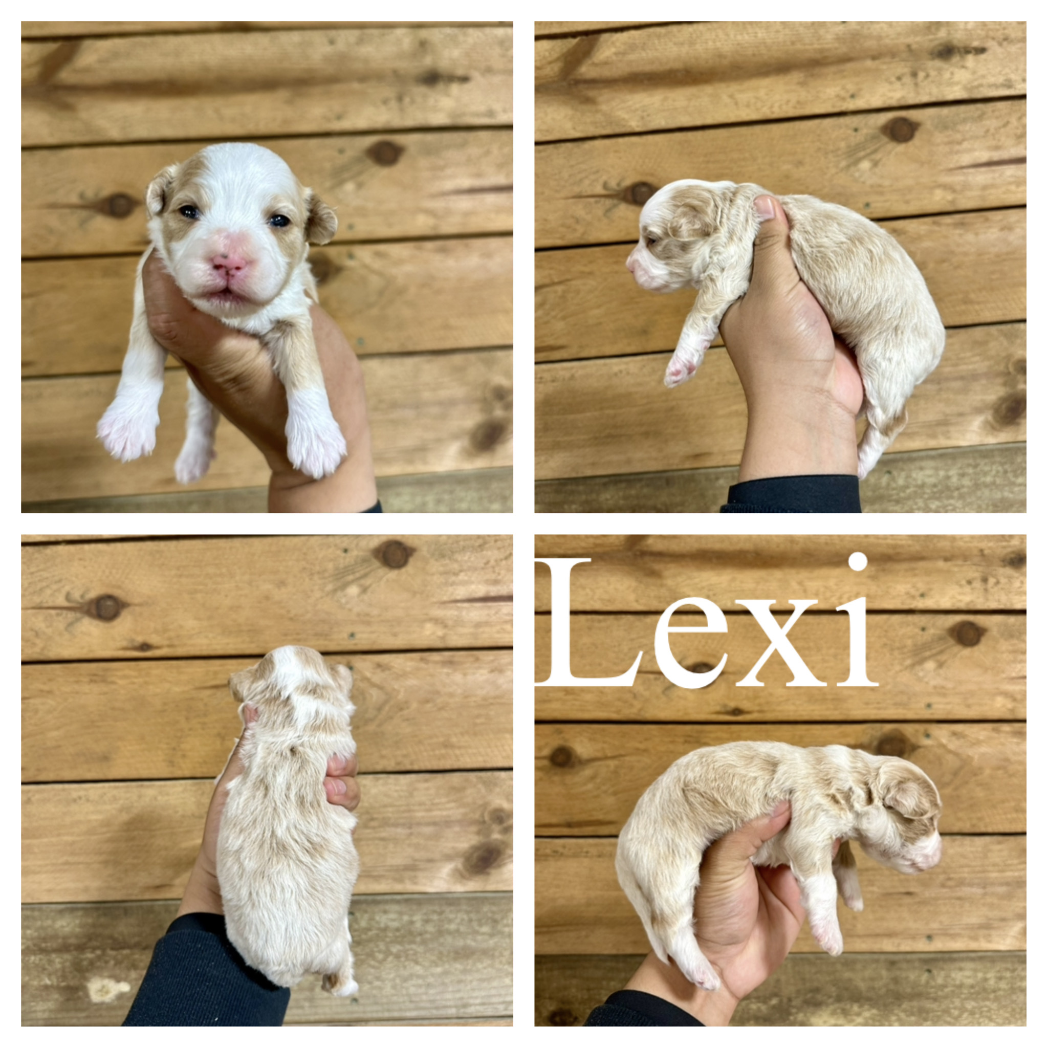 Micro Mini Bernedoodles puppy