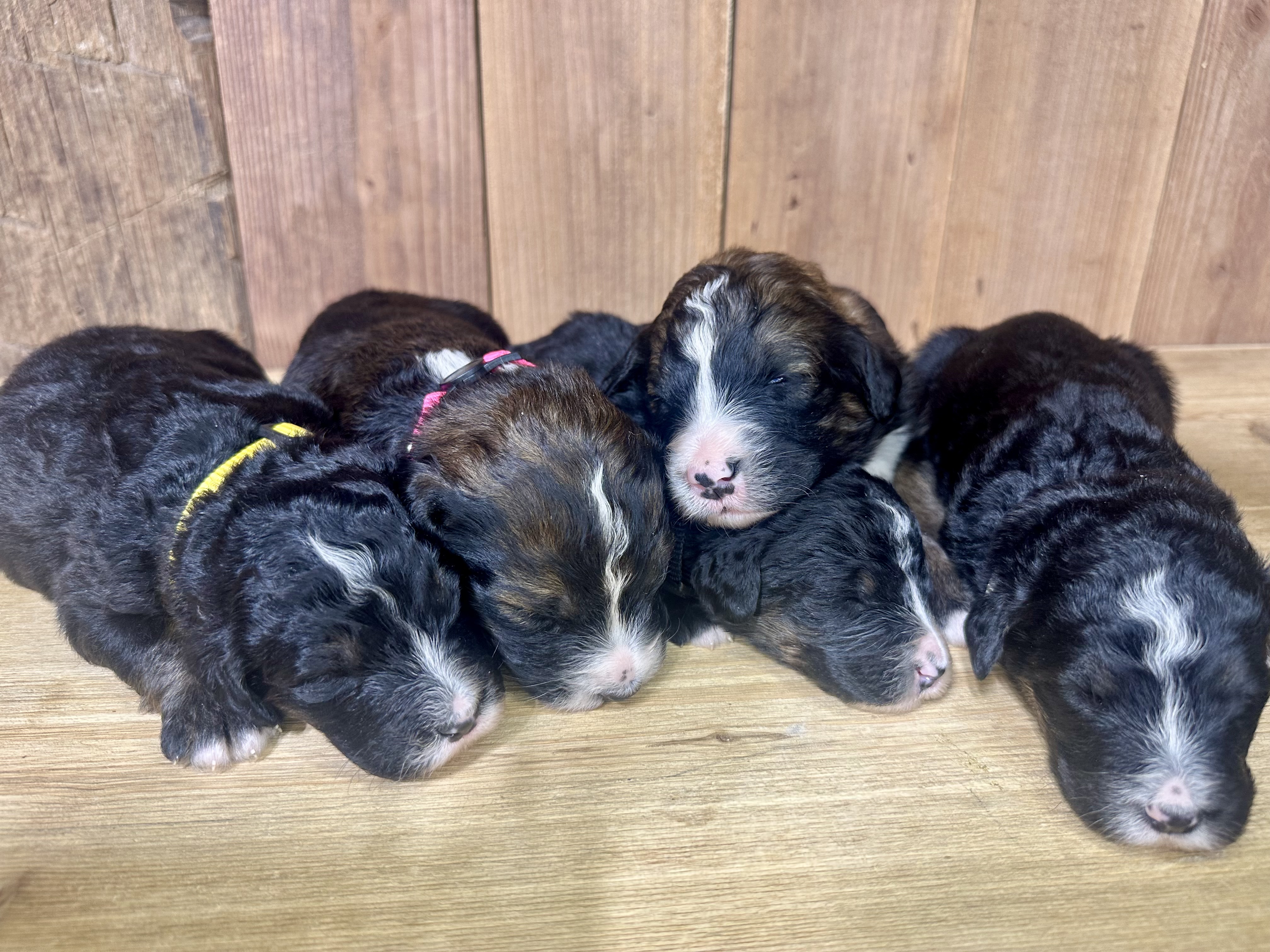 Standard F1 bernedoodles