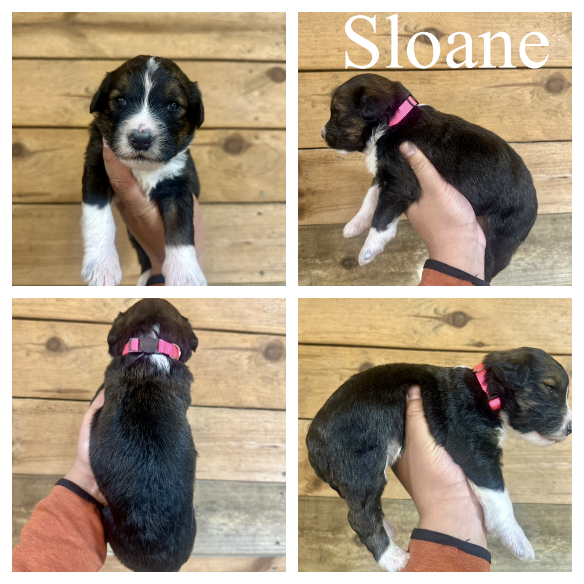 Standard F1 bernedoodles puppy