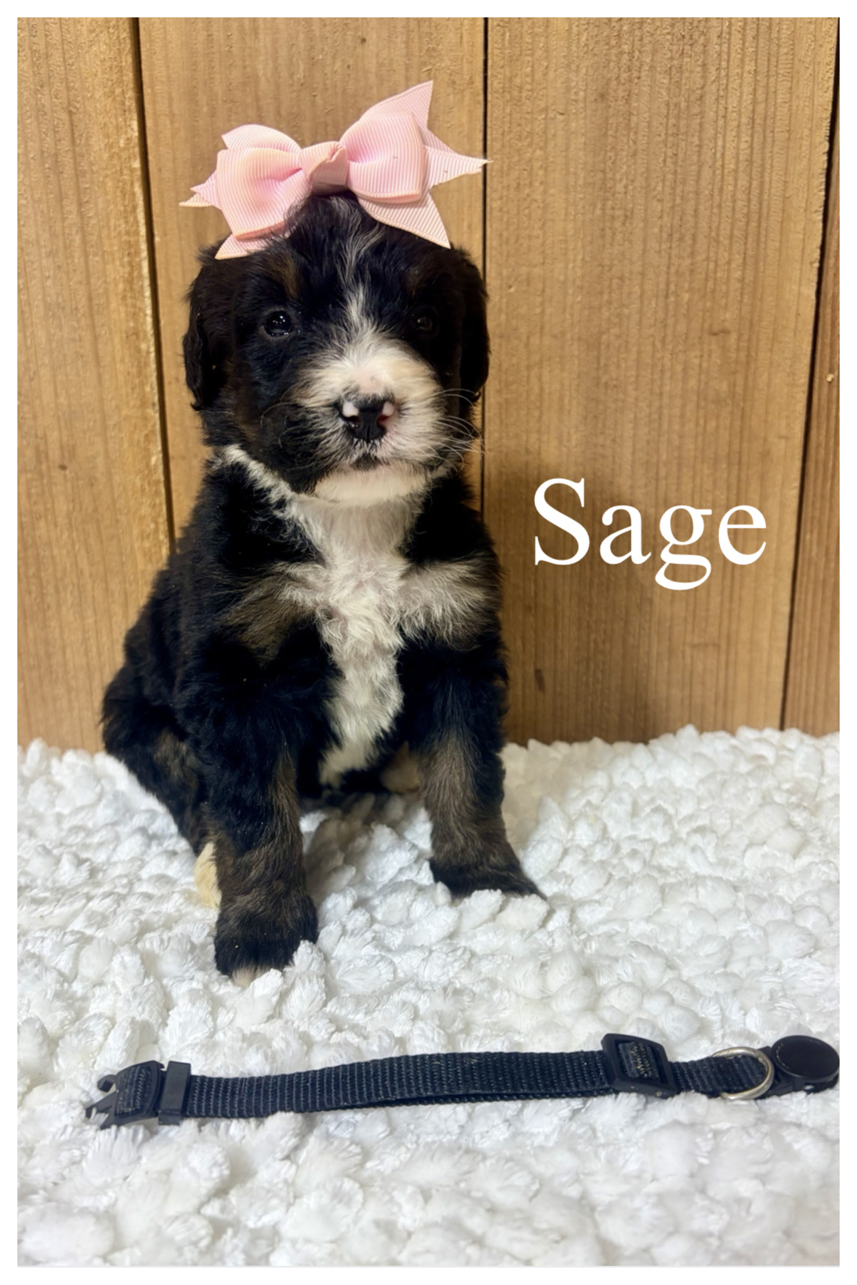 Sage 1