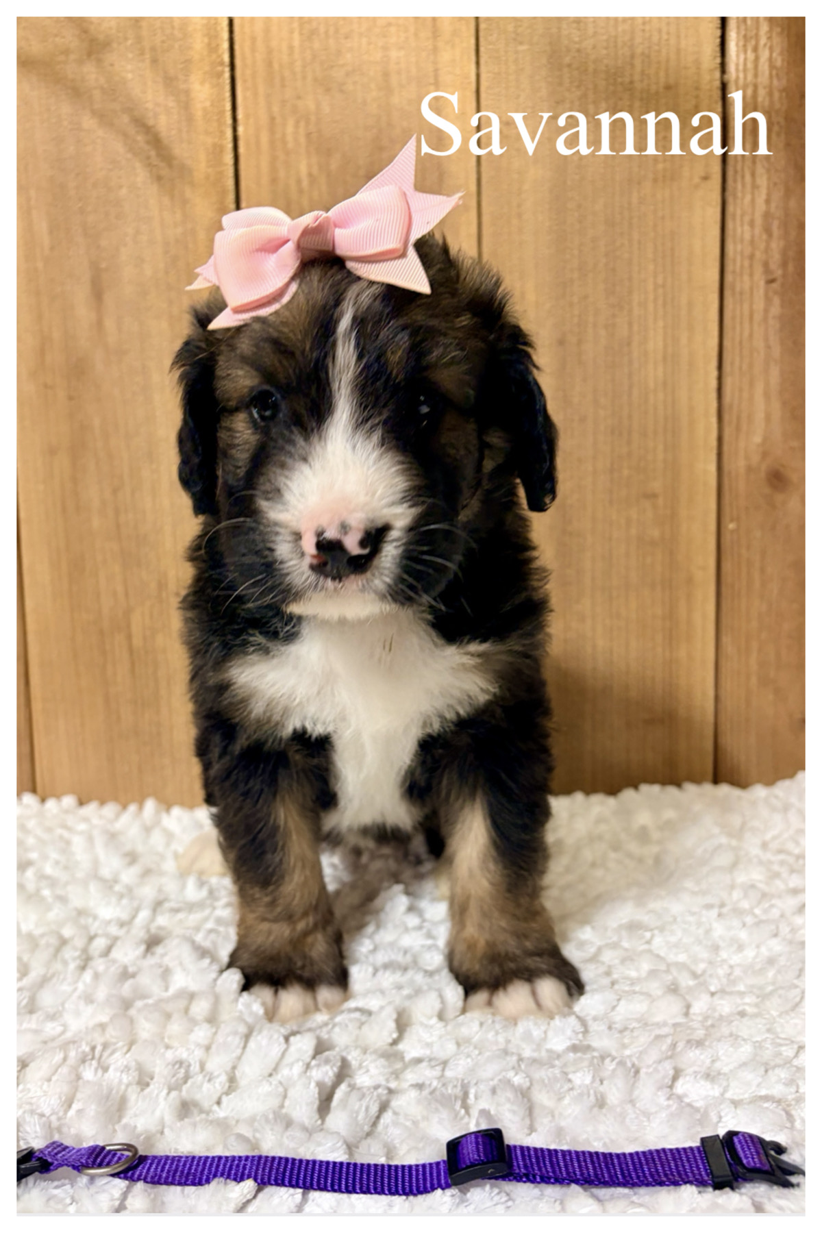 Standard F1 bernedoodles