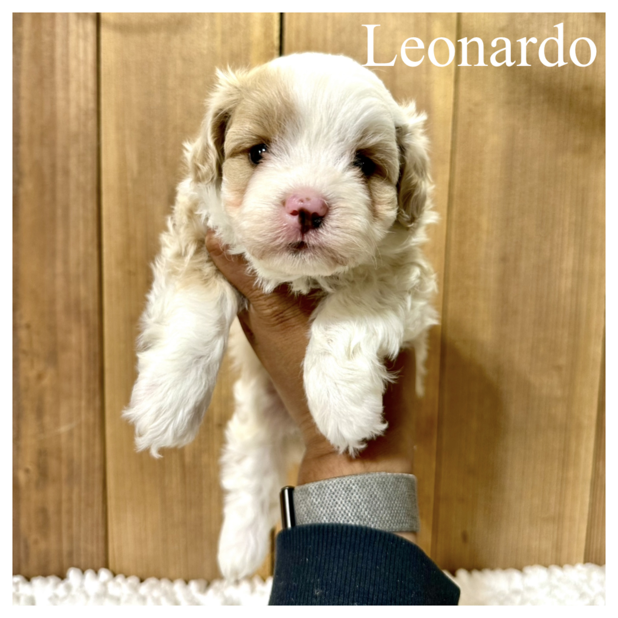 Leonardo 1