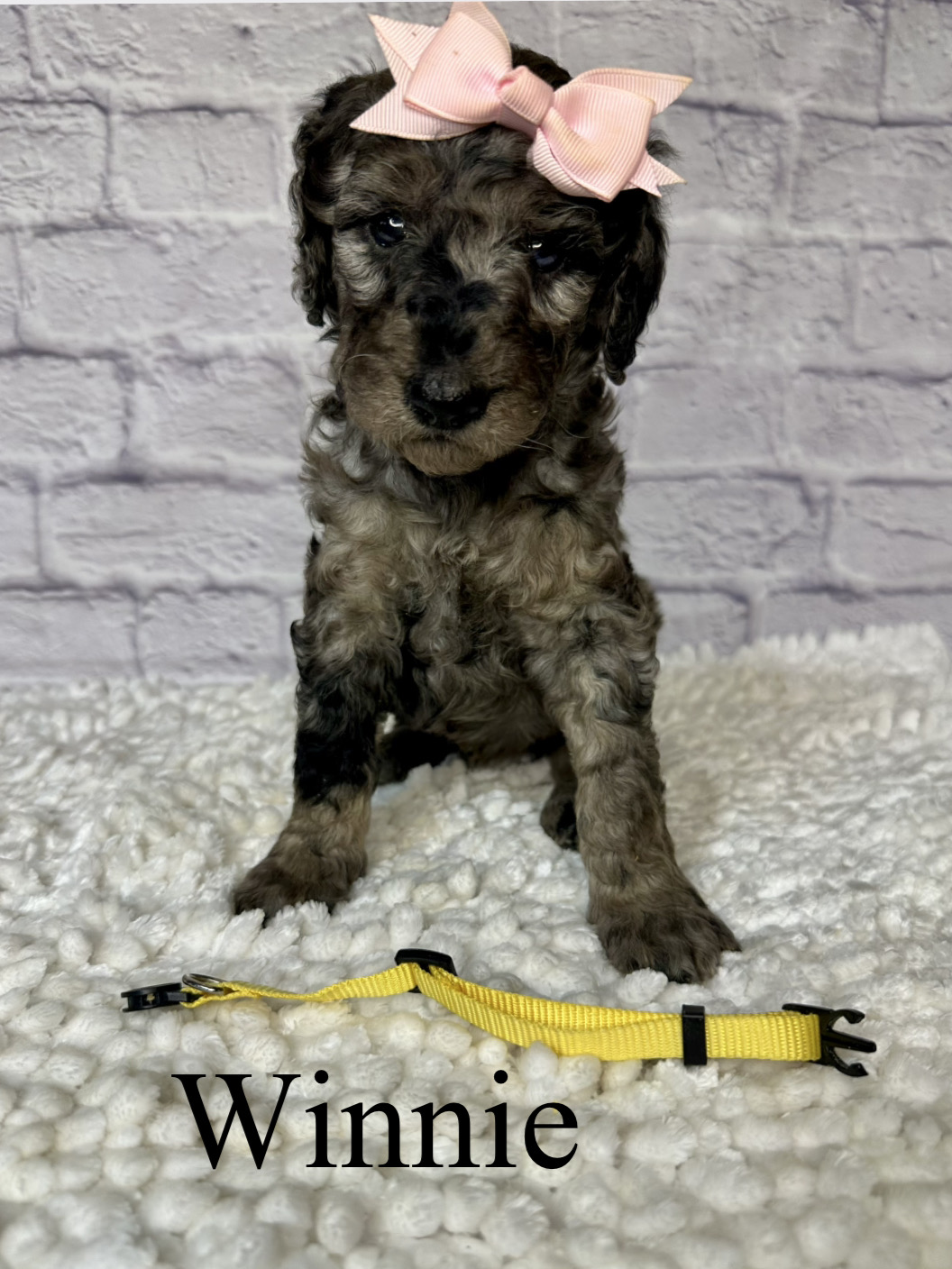 Winnie 1