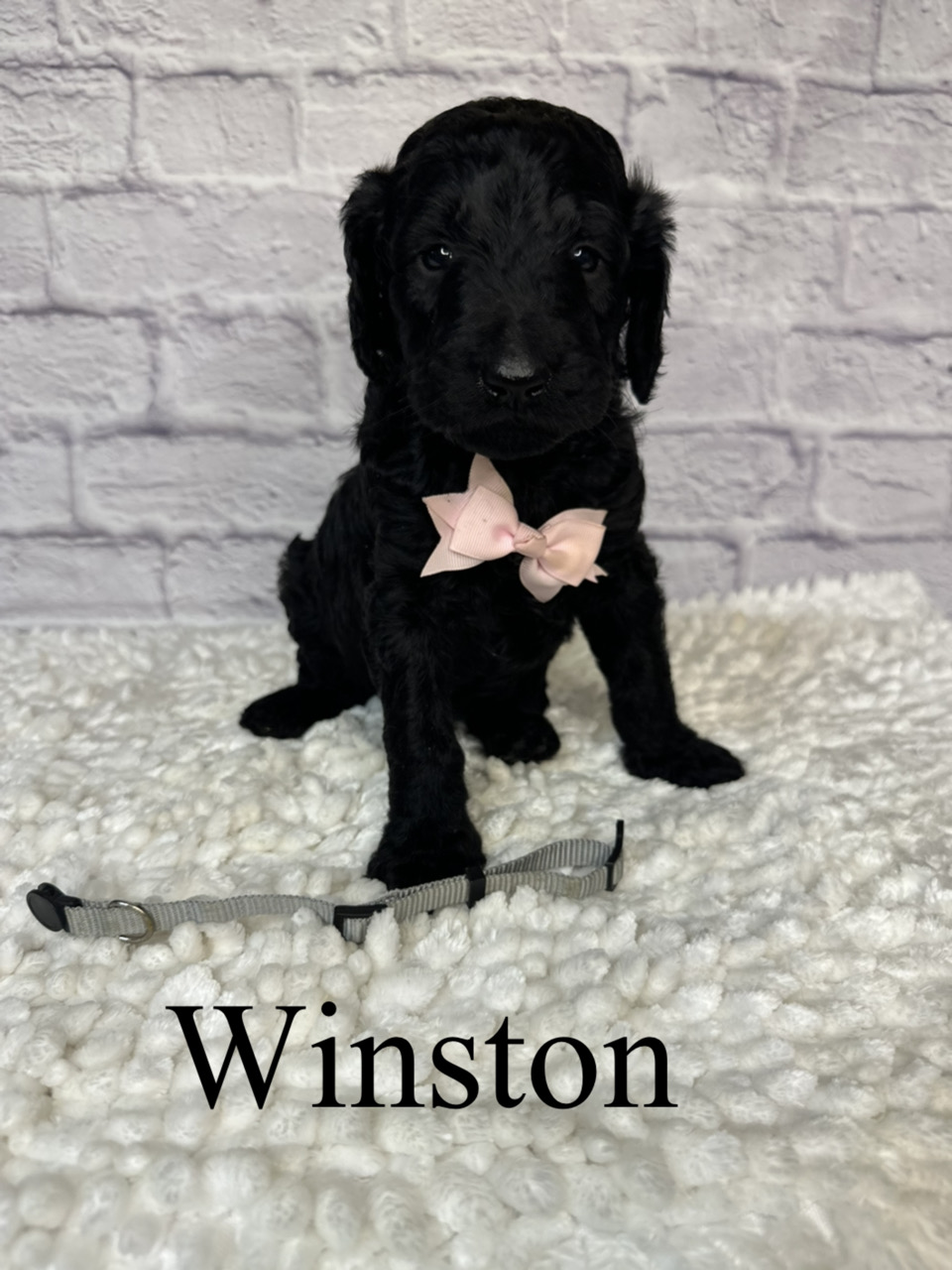 Winston 1