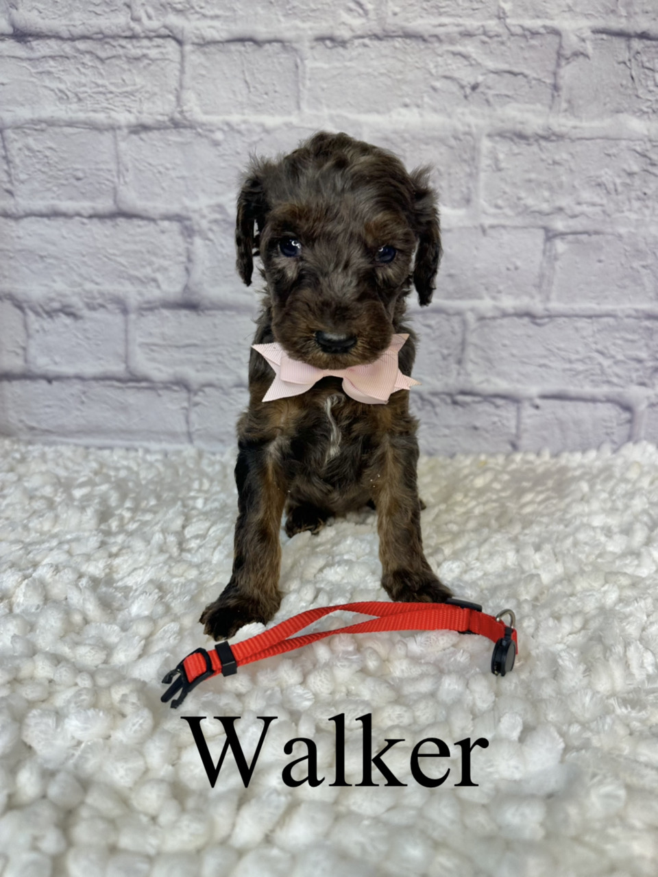 Walker 1