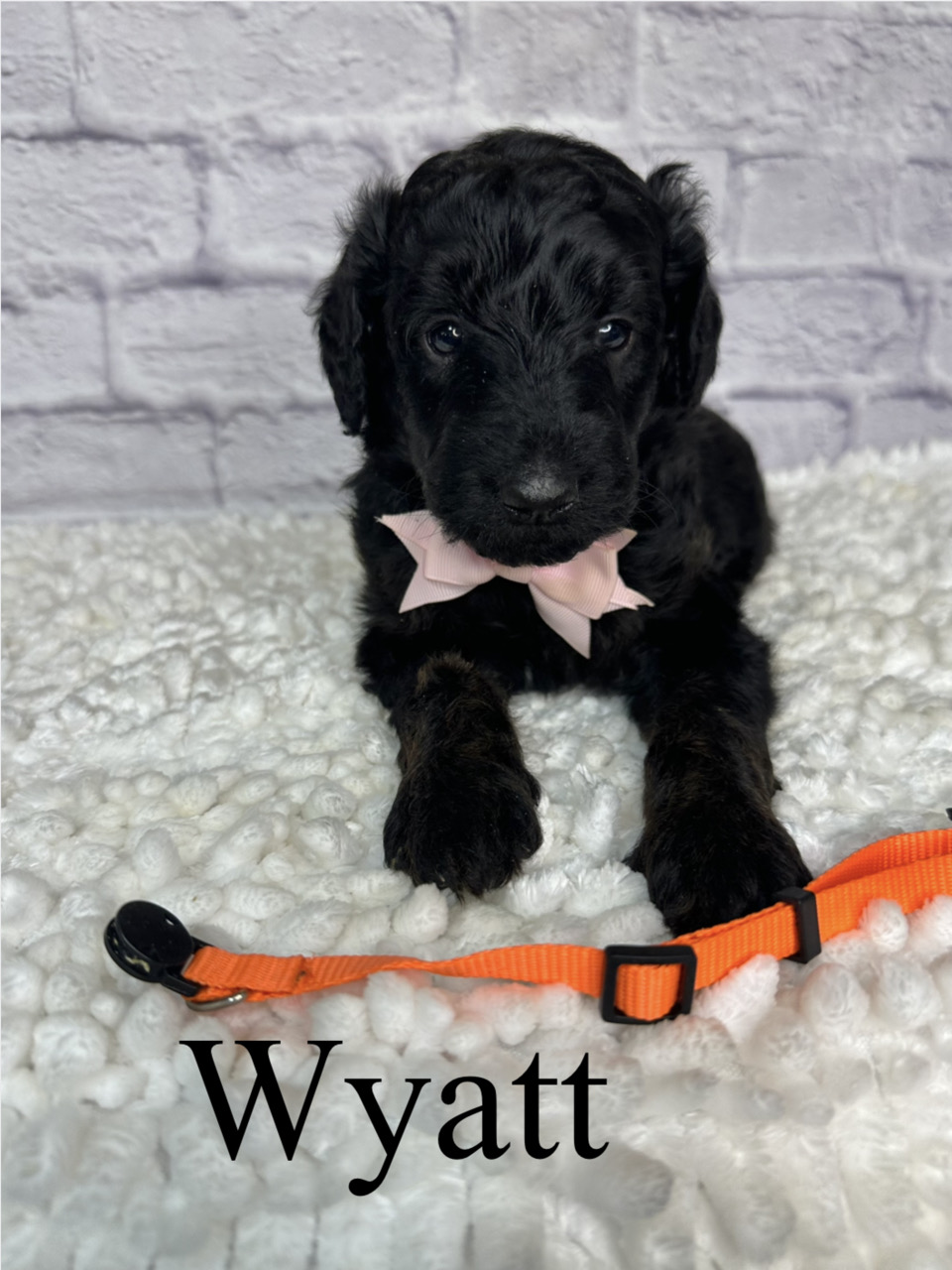 Wyatt 1