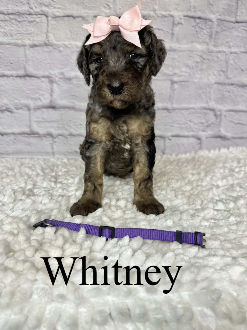Whitney 1
