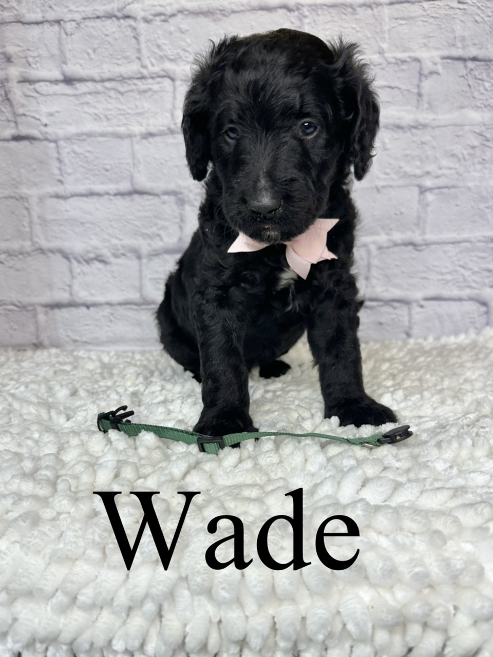 Wade 1