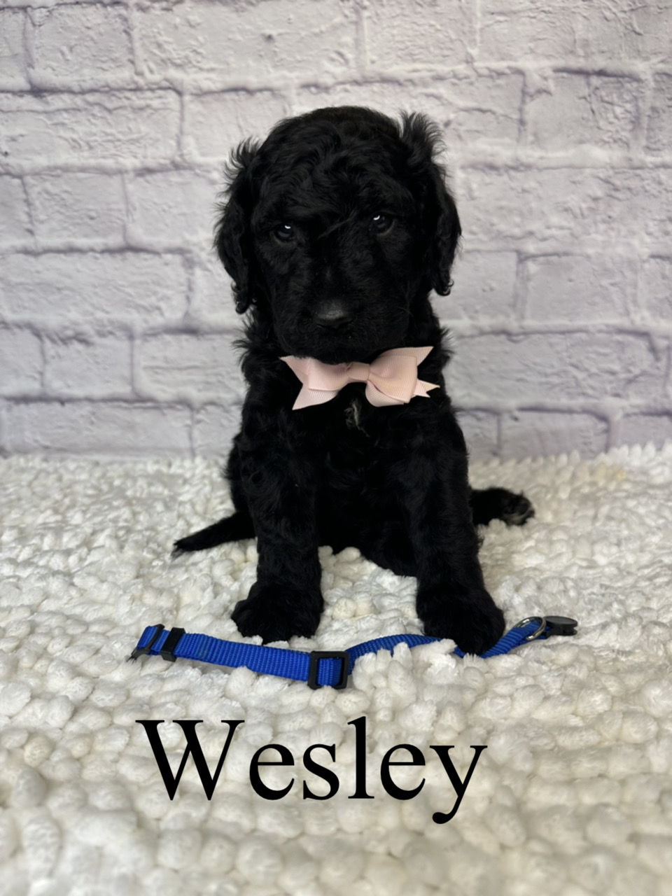 Wesley 1