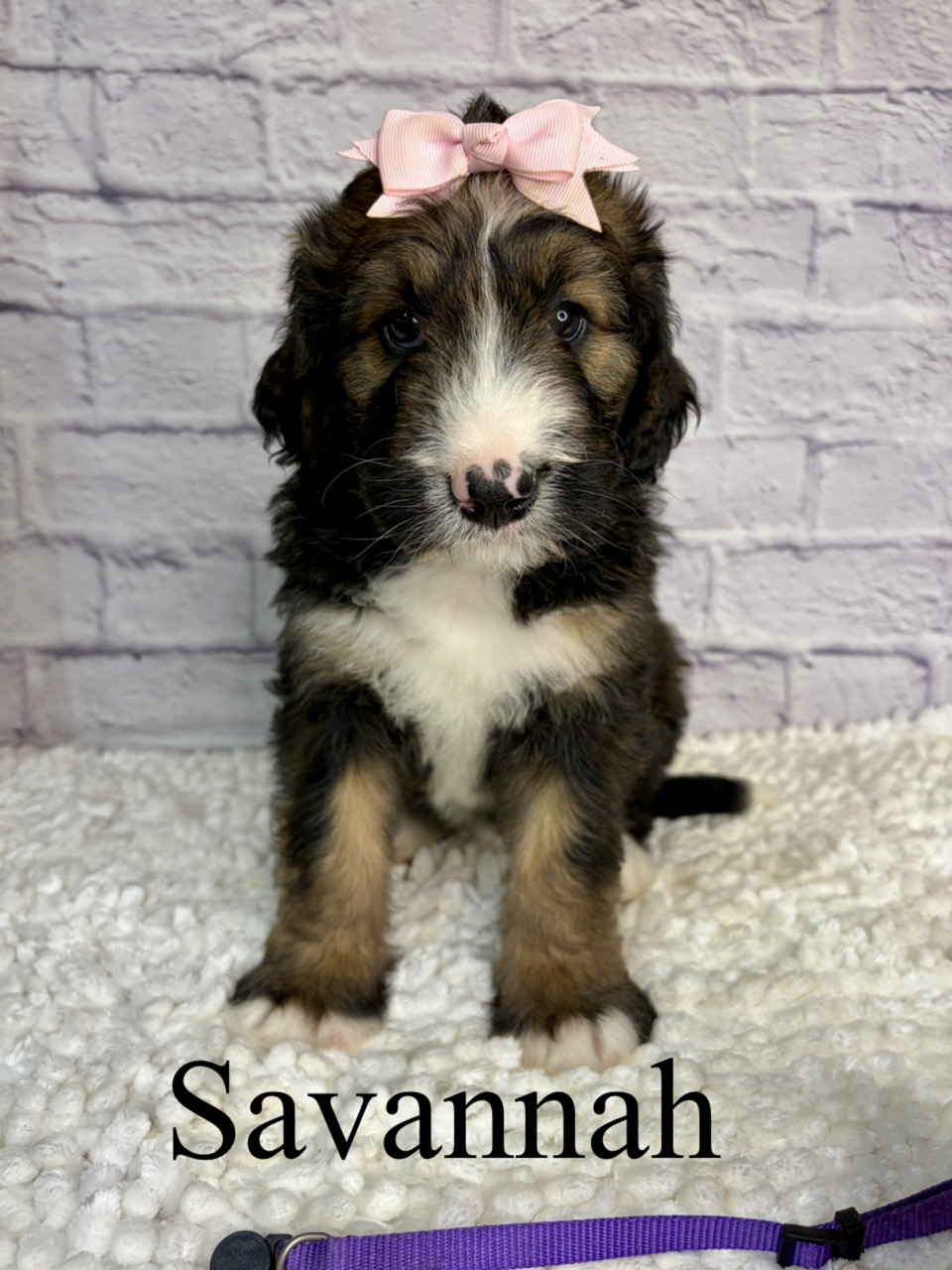 Savannah 2