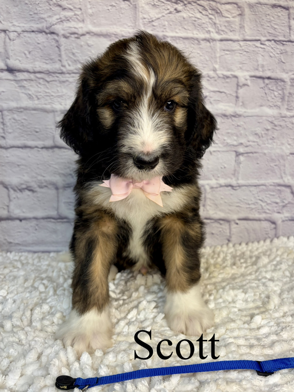 Scott 2