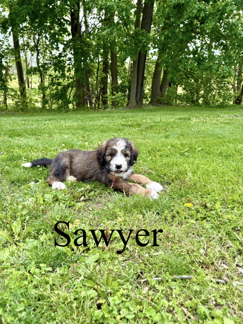 Sawyer 1