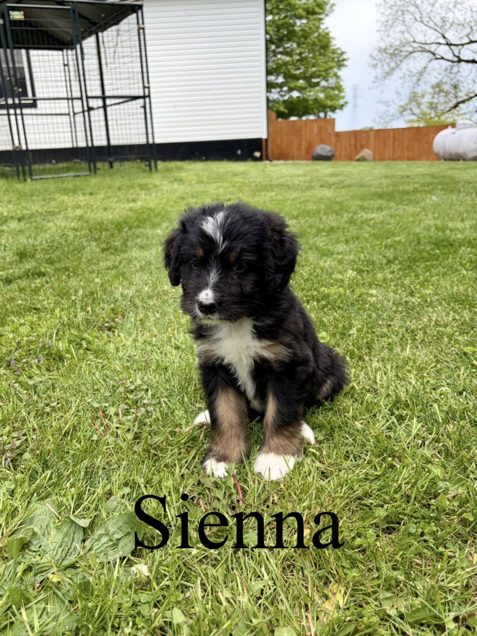 Sienna 1