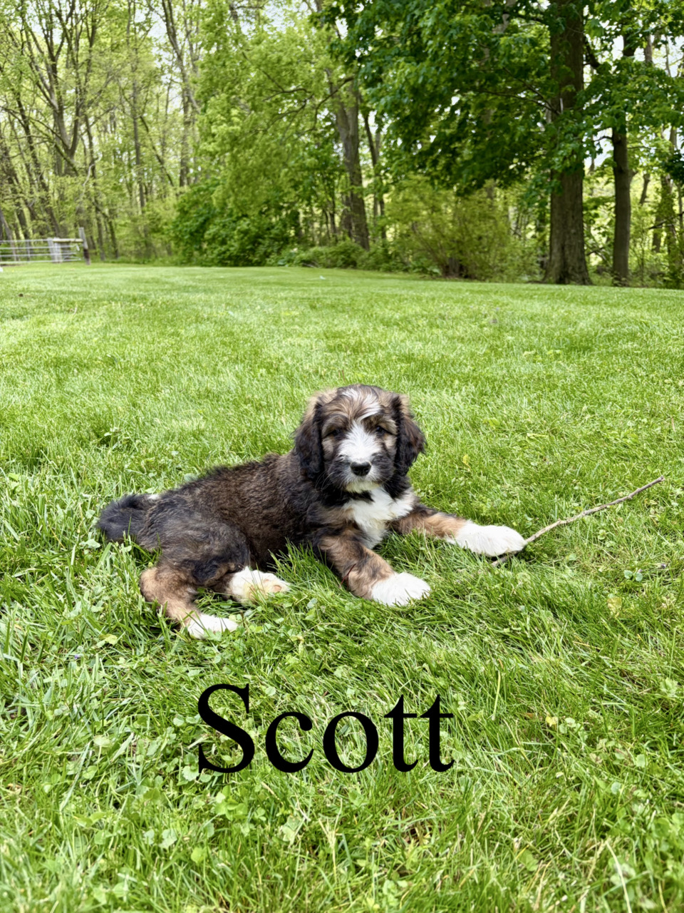 Standard F1 bernedoodles