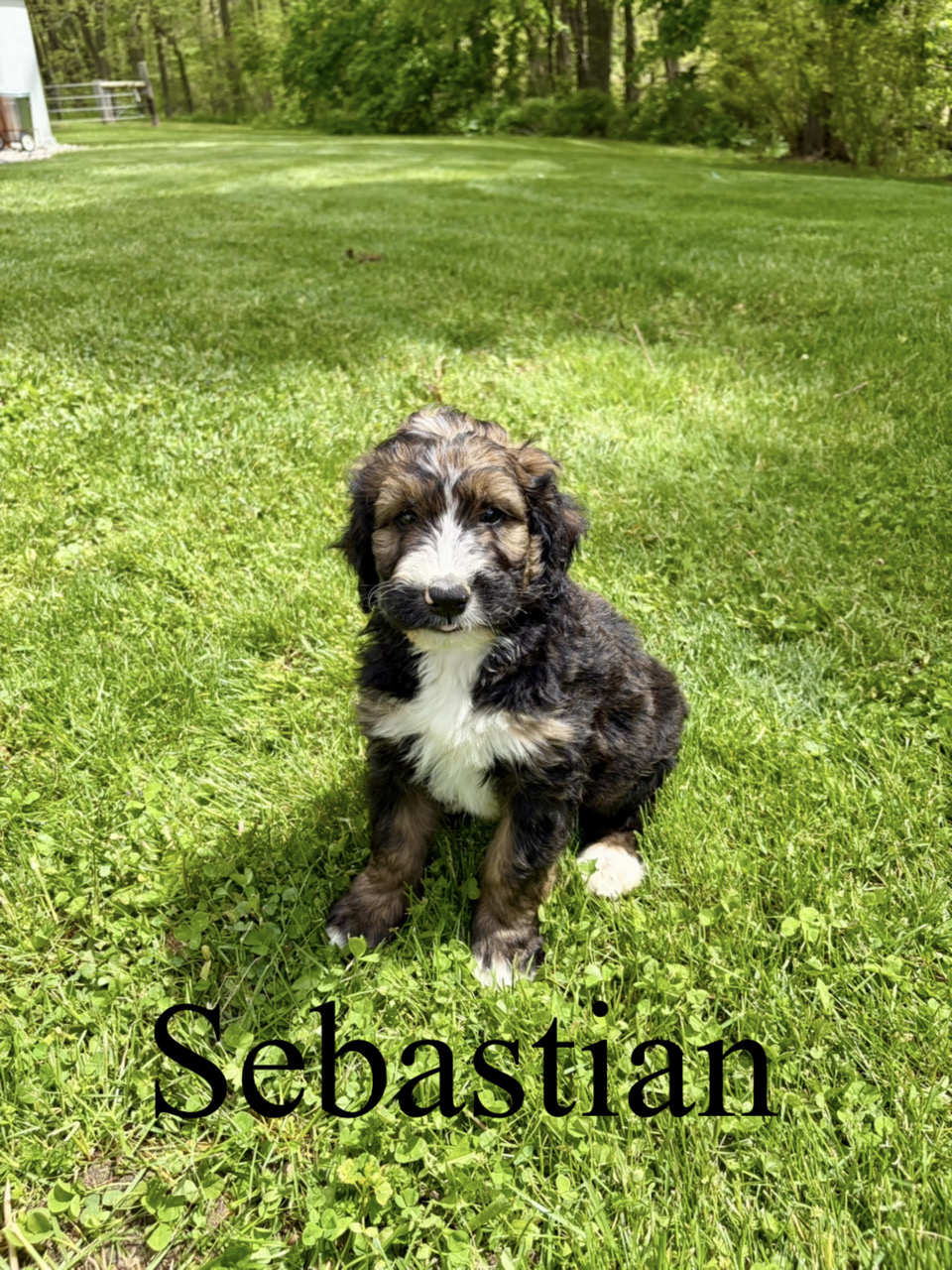 Sebastian 1