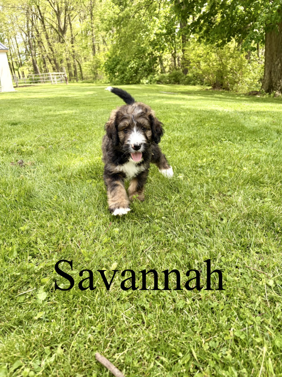 Savannah 1