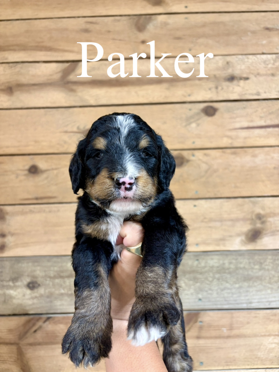 Parker (Green Collar) 1