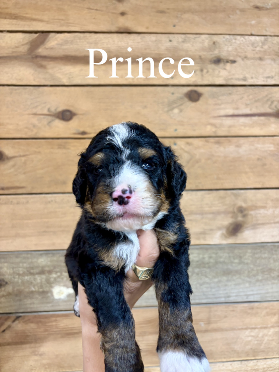 Prince (Black collar) 1