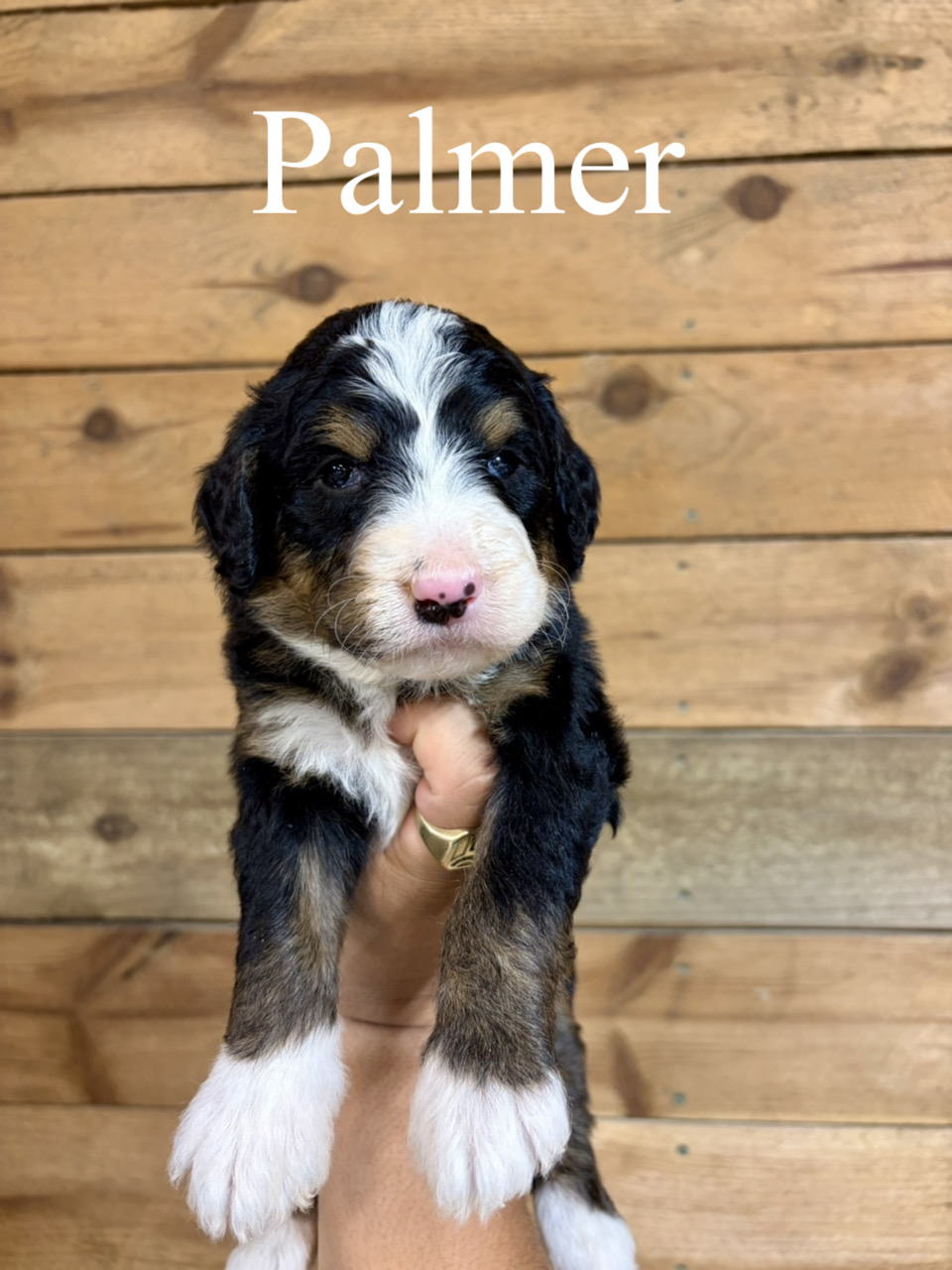 Standard F1 Bernedoodles (Petunia)
