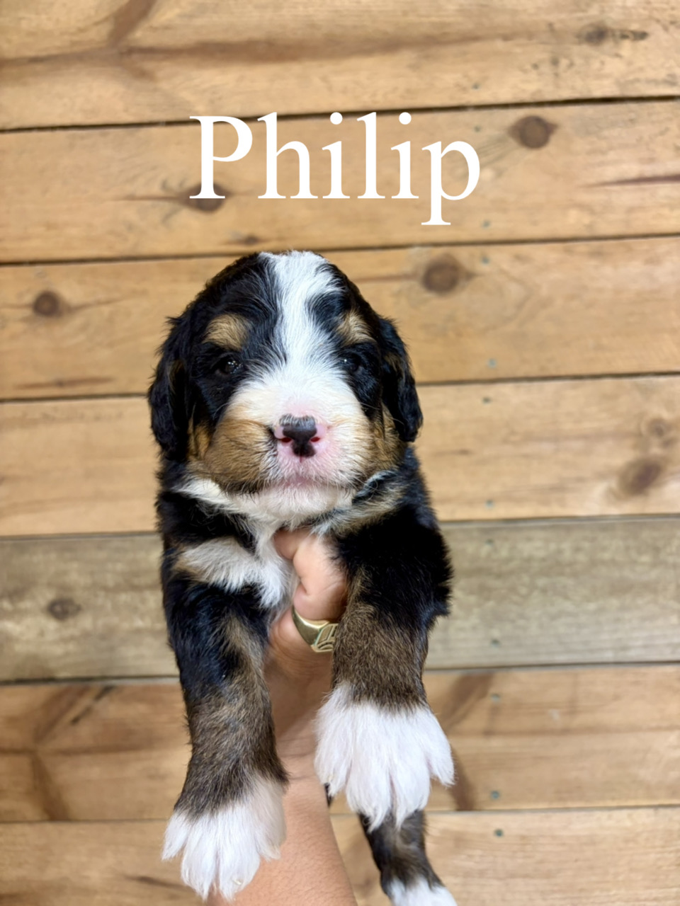 Philip (Dark Green collar) 1