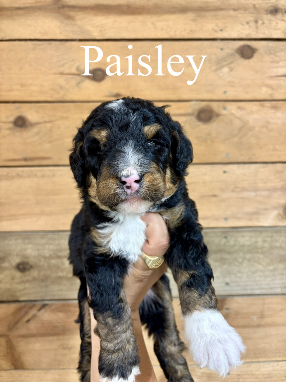 Paisley (Purple collar) 1